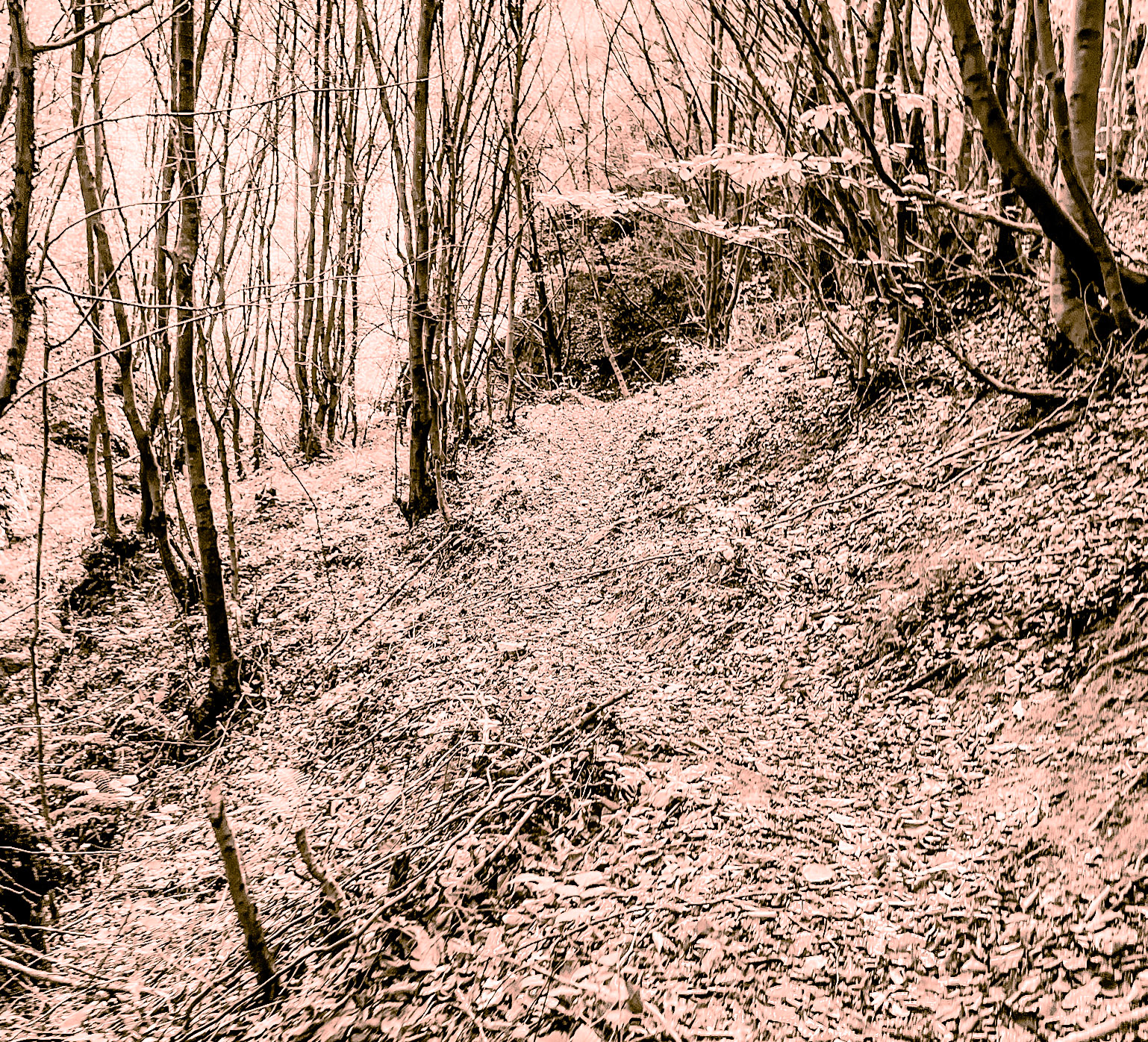 Kozlu valley: forest