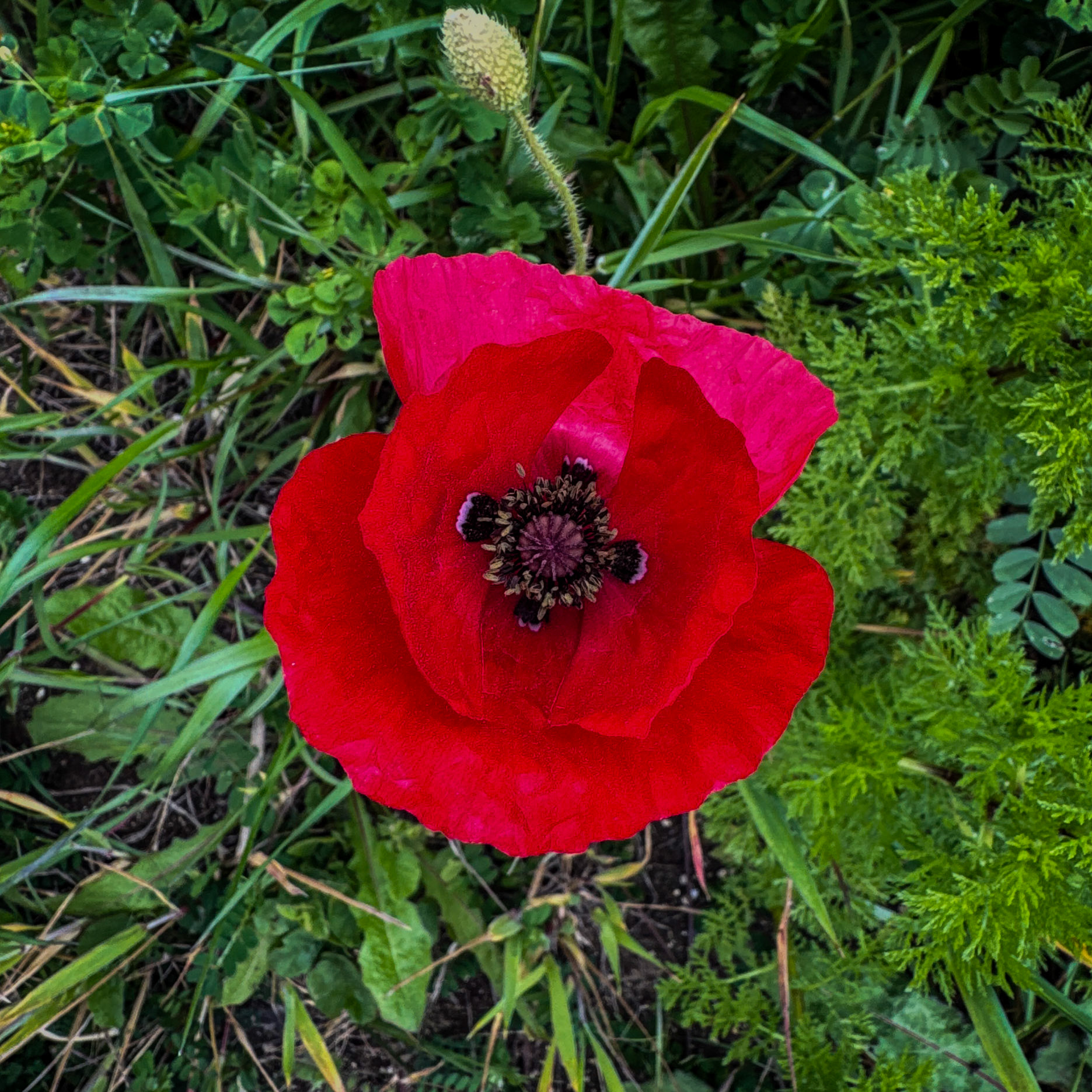 between Terkos and Boyalık: poppy