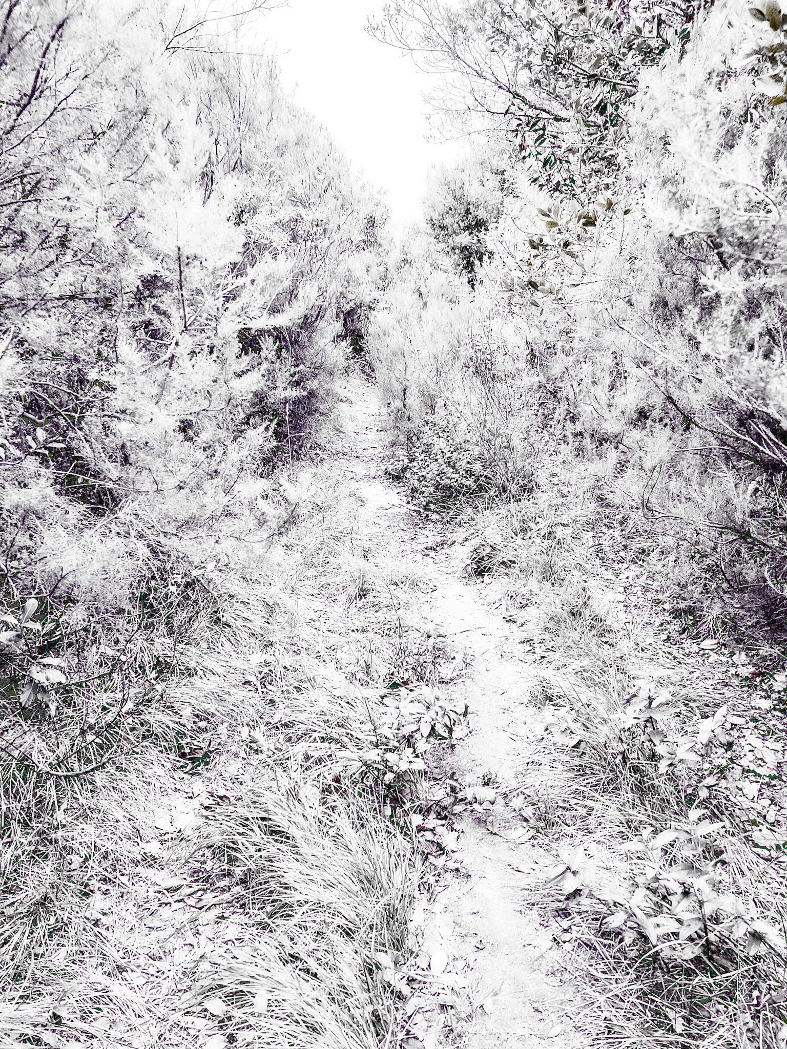 Kaynarca forest: a path