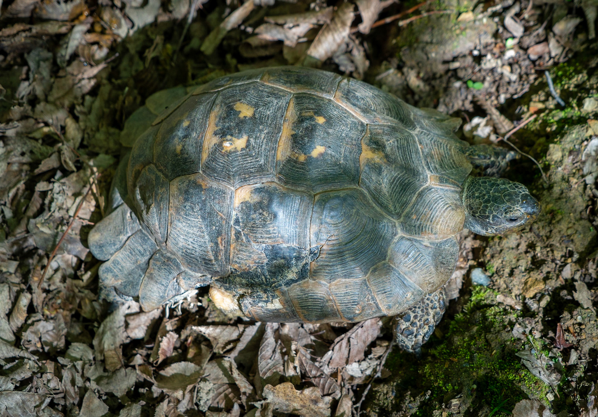 Polonezköy SW forest: tortoise with a cracked shell