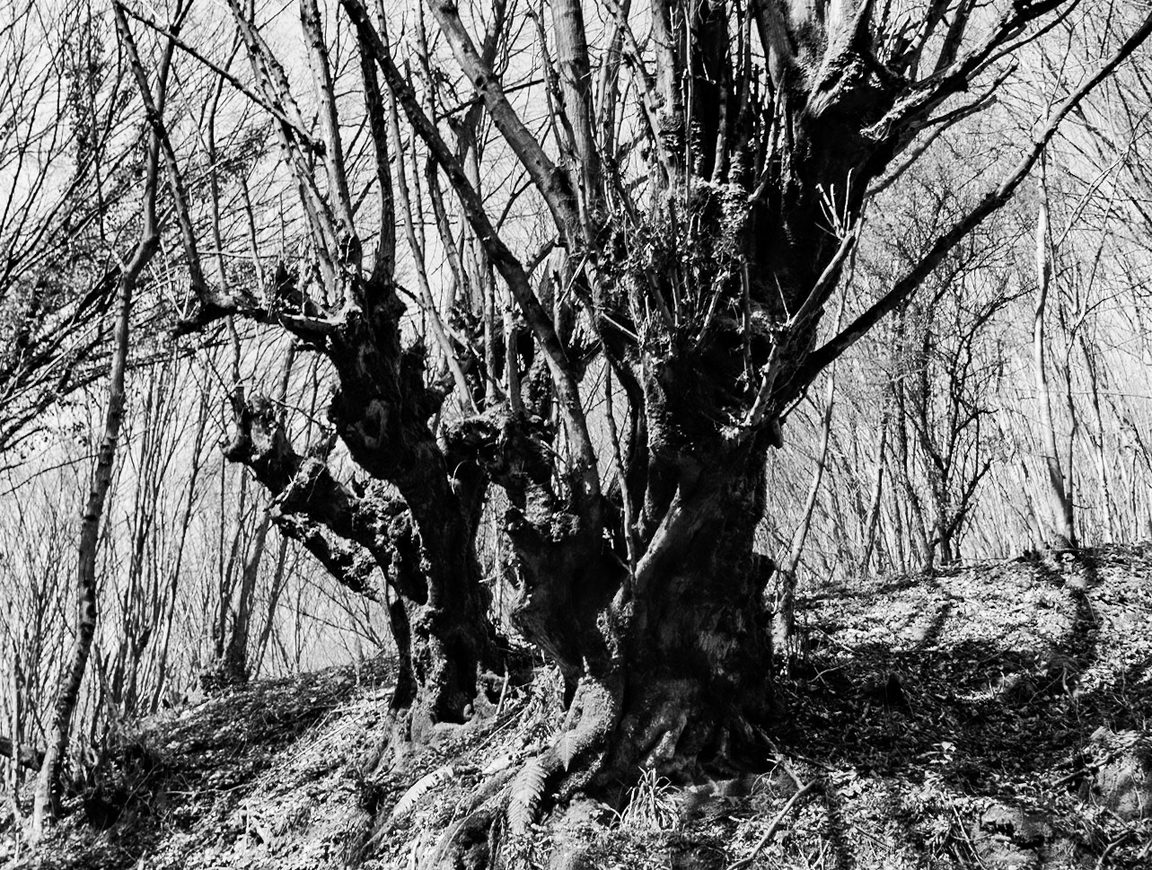 Zerzevat stream valley: ancient tree