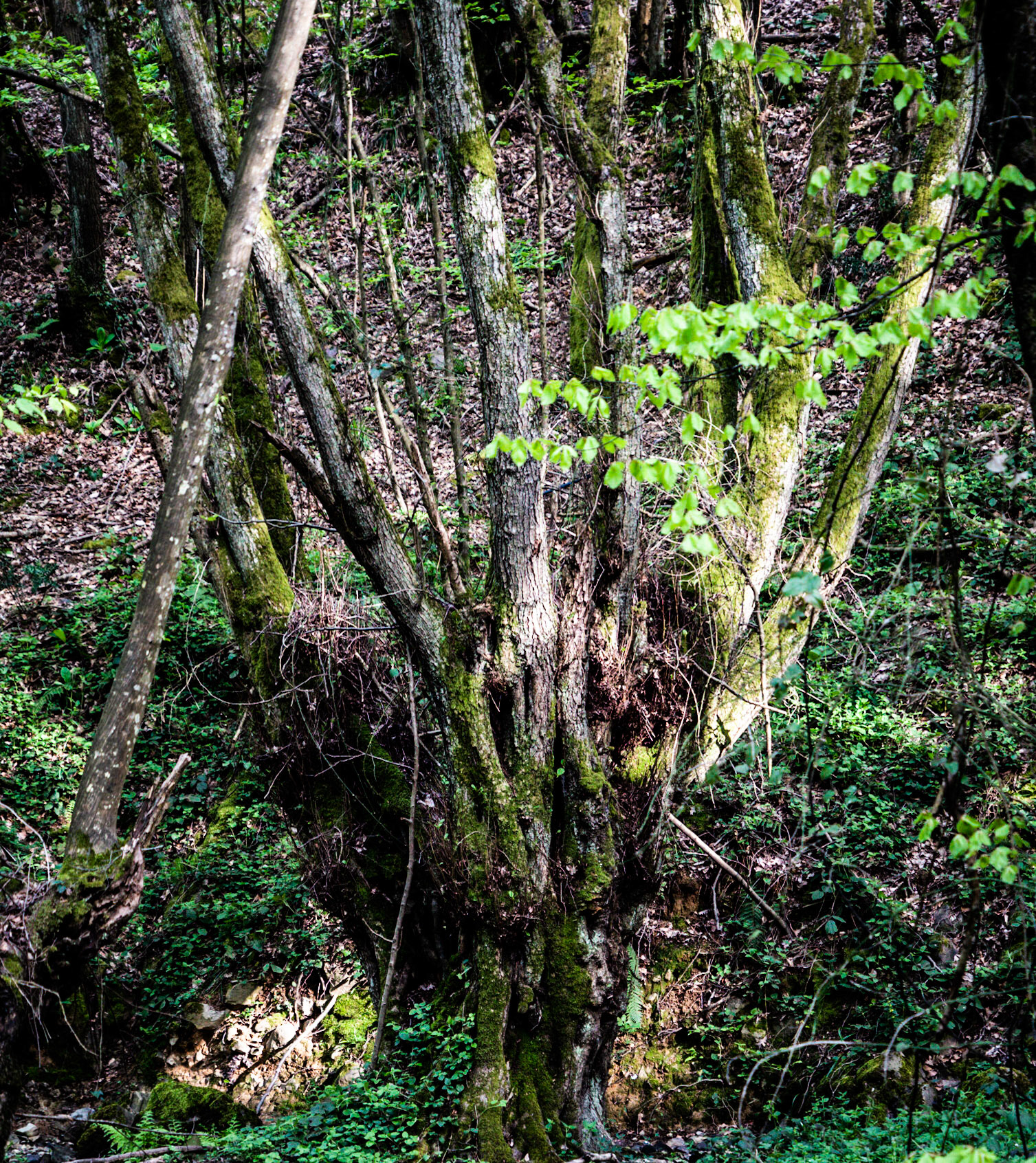 Polonezköy northern forest: venerable tree