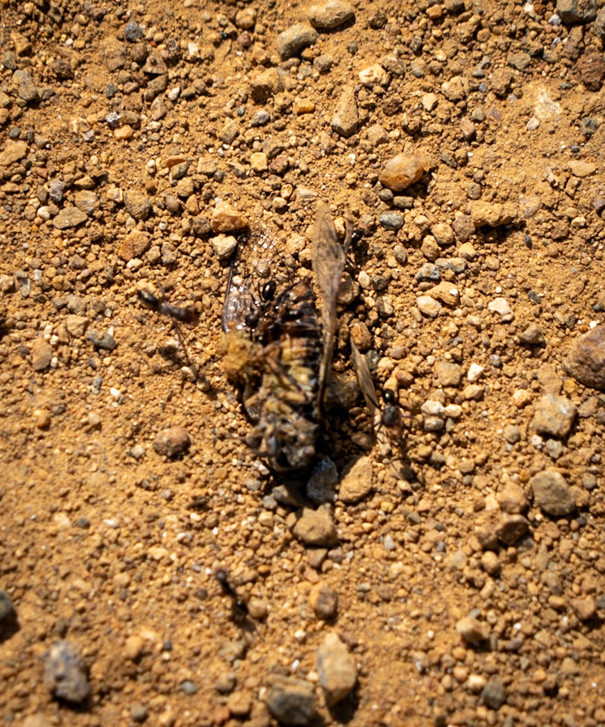 Kayışdaǧ crest: ants taking to their nest what seems to be a large bug