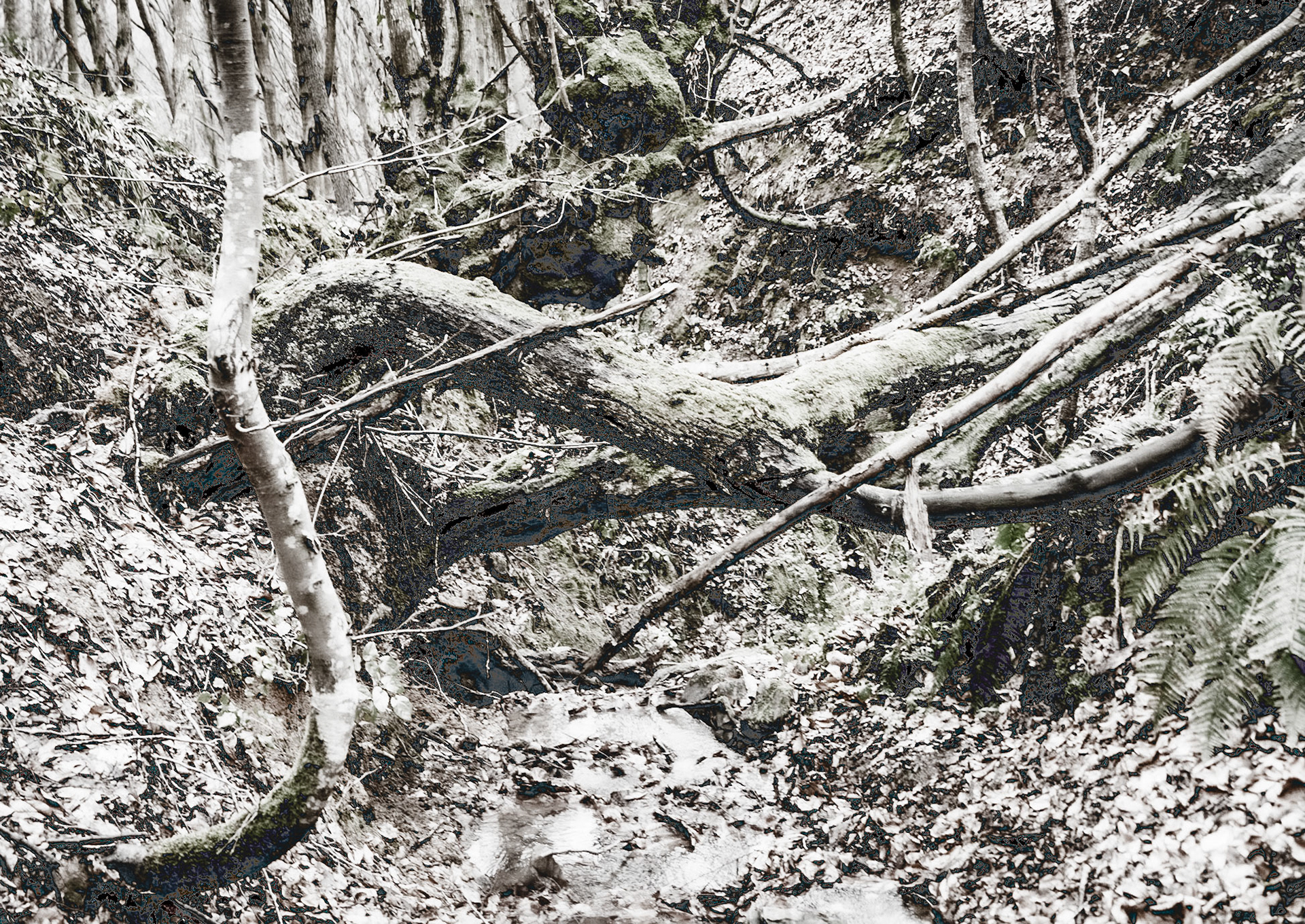 Kozu Deresi valleys: trees snaking across a gully