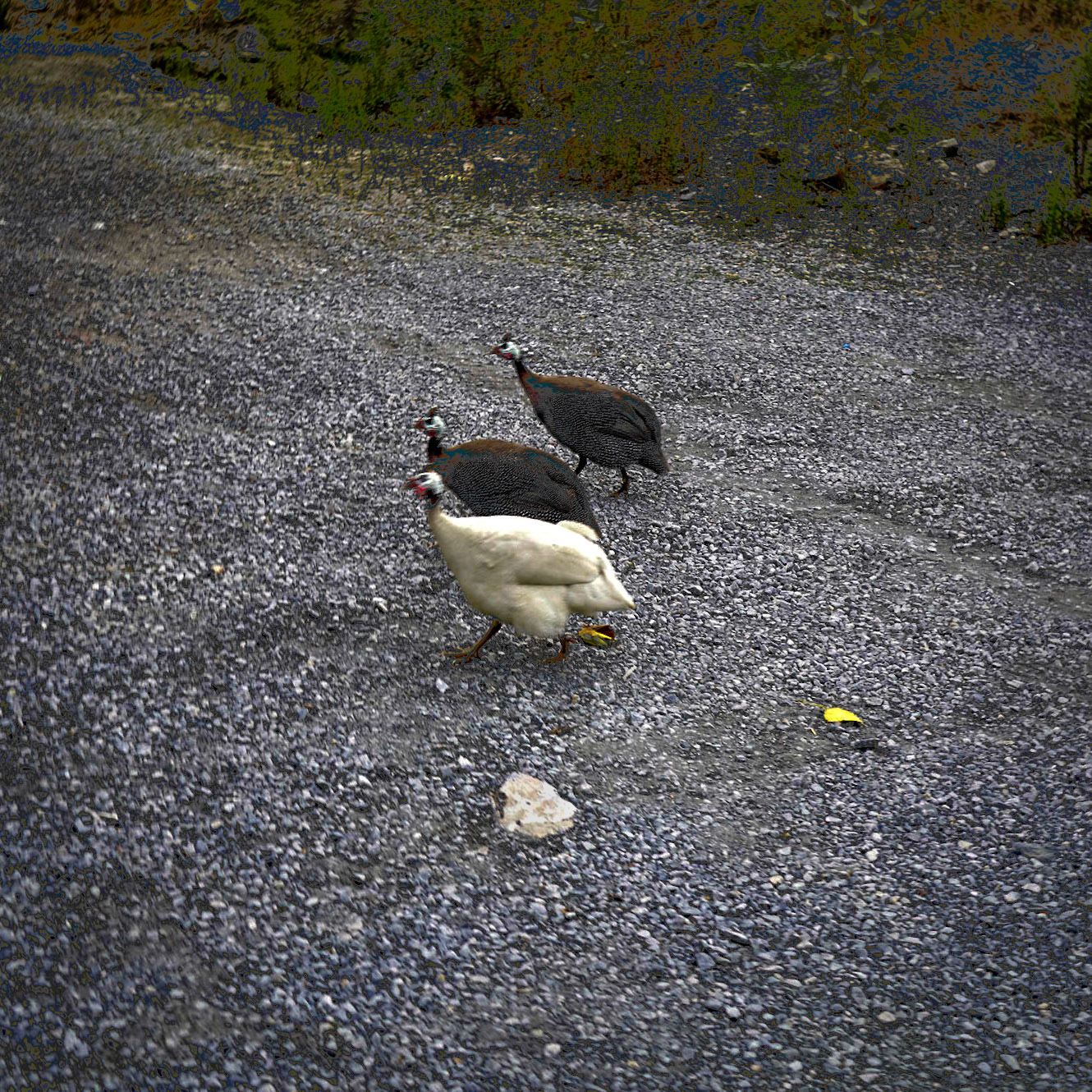 between Sultangazi and Cebeci: quail