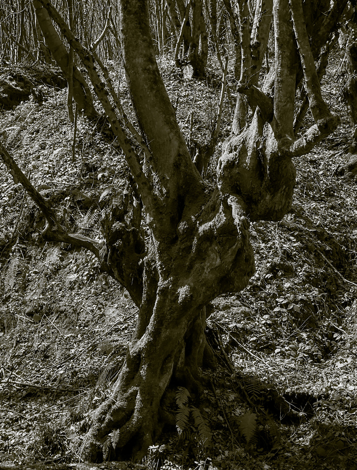 Zerzevat stream valley: old tree