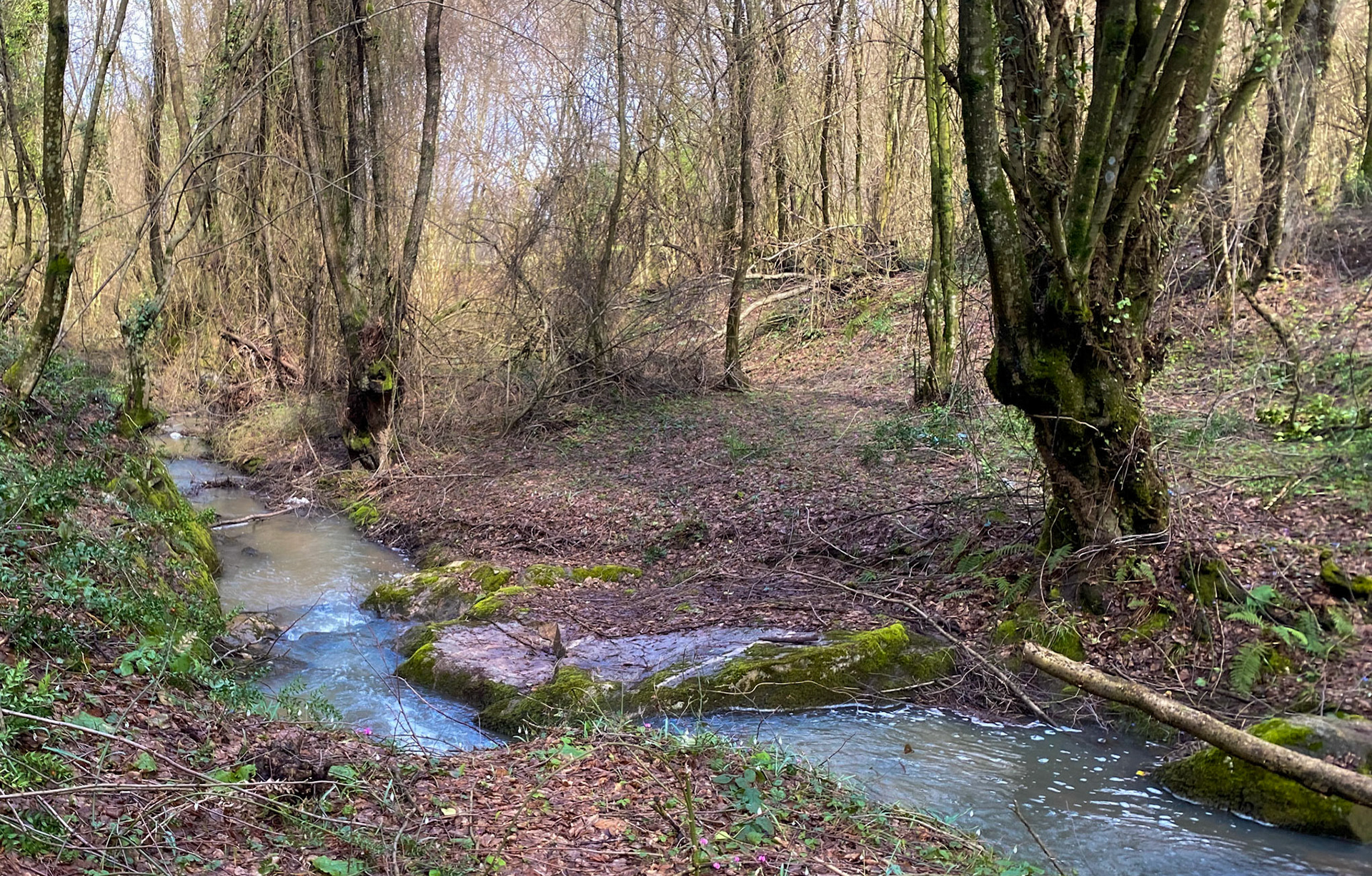Polonezköy forests: stream