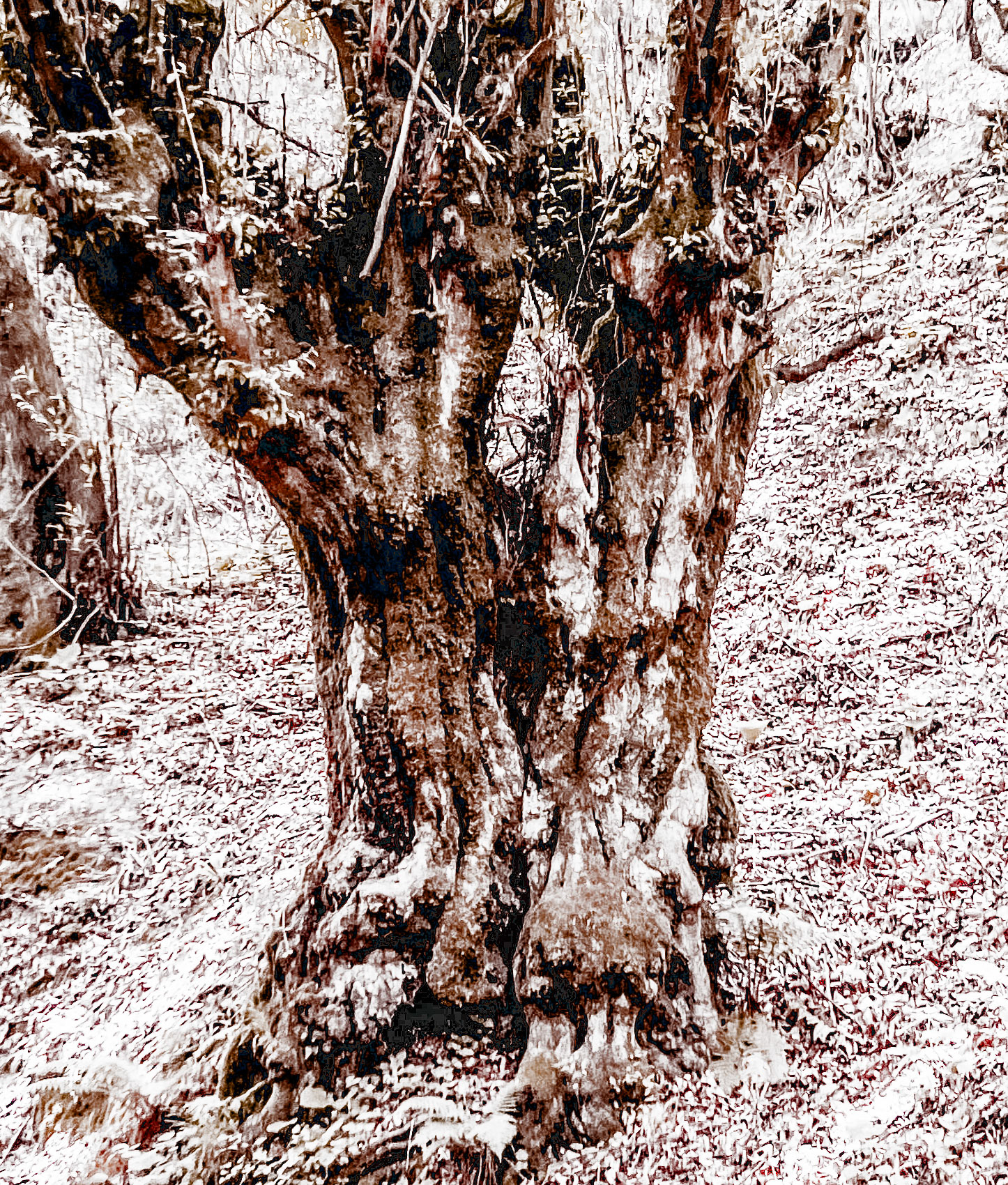 Zerzevatçı streamwalk: venerable tree