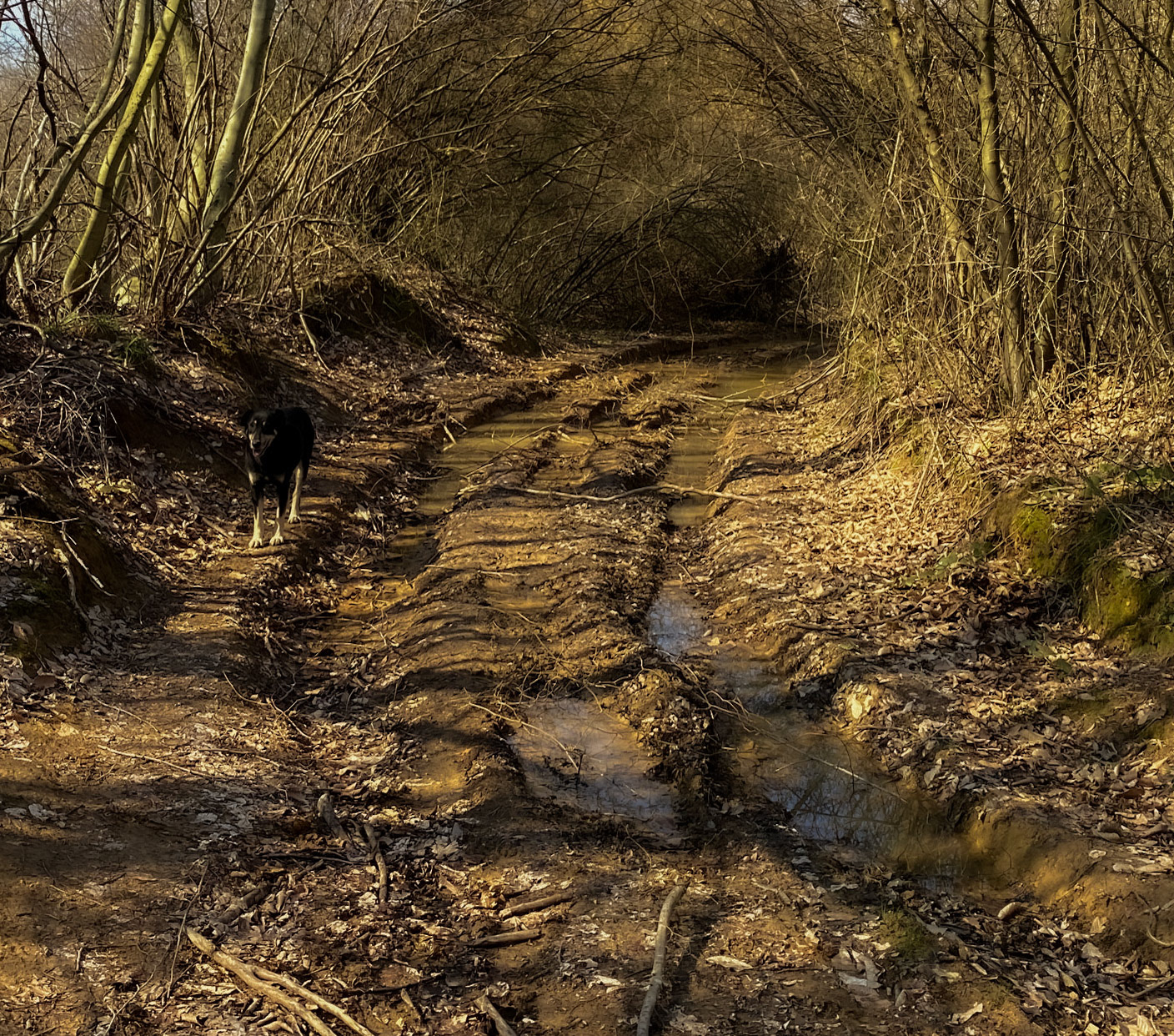 between Zerzevat and the Zerzevat stream valley: muddy track
