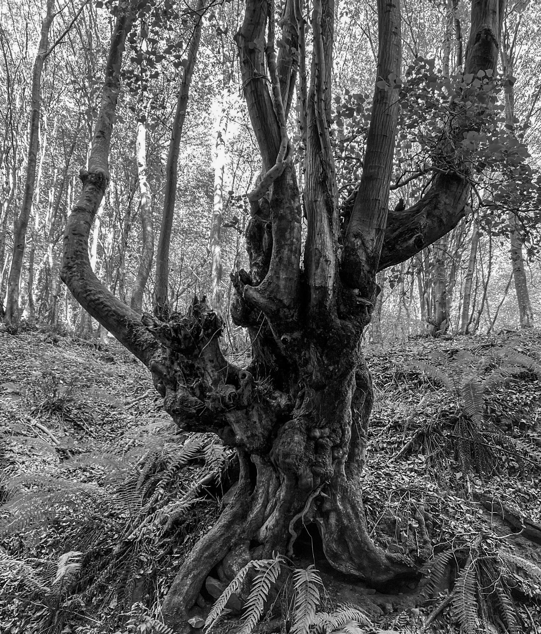 Zerzevat east streamwalk: old tree