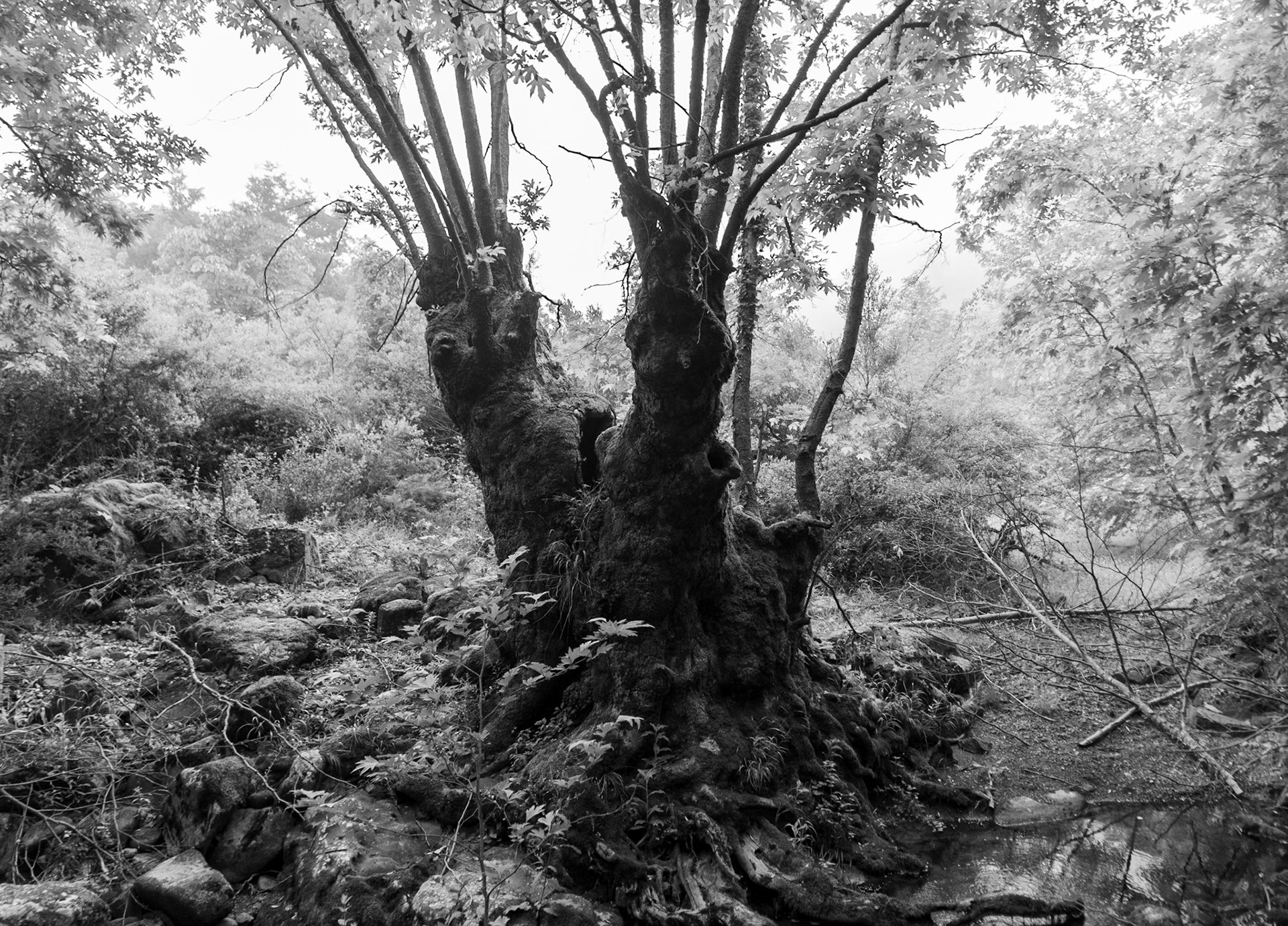 Sığırlık stream: old split tree