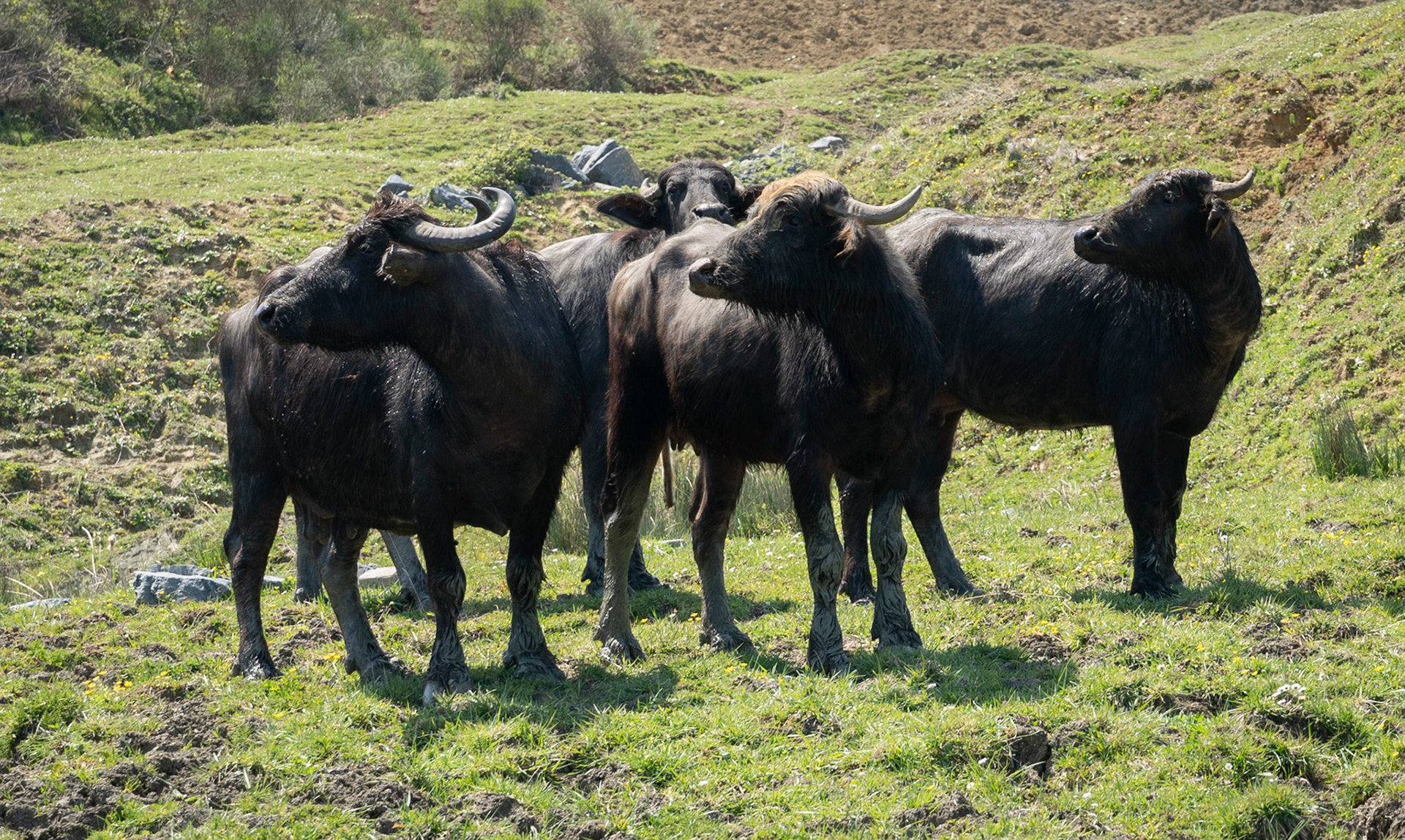 Yeniköy: water-buffalo standing by the big pond on the west of what's left of the abandoned opencast mine-workings