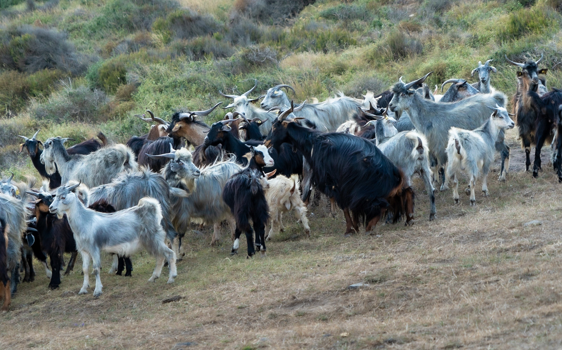 between Kurna abandoned quarry and the 'English' houses: a herd of goats at Middle bay