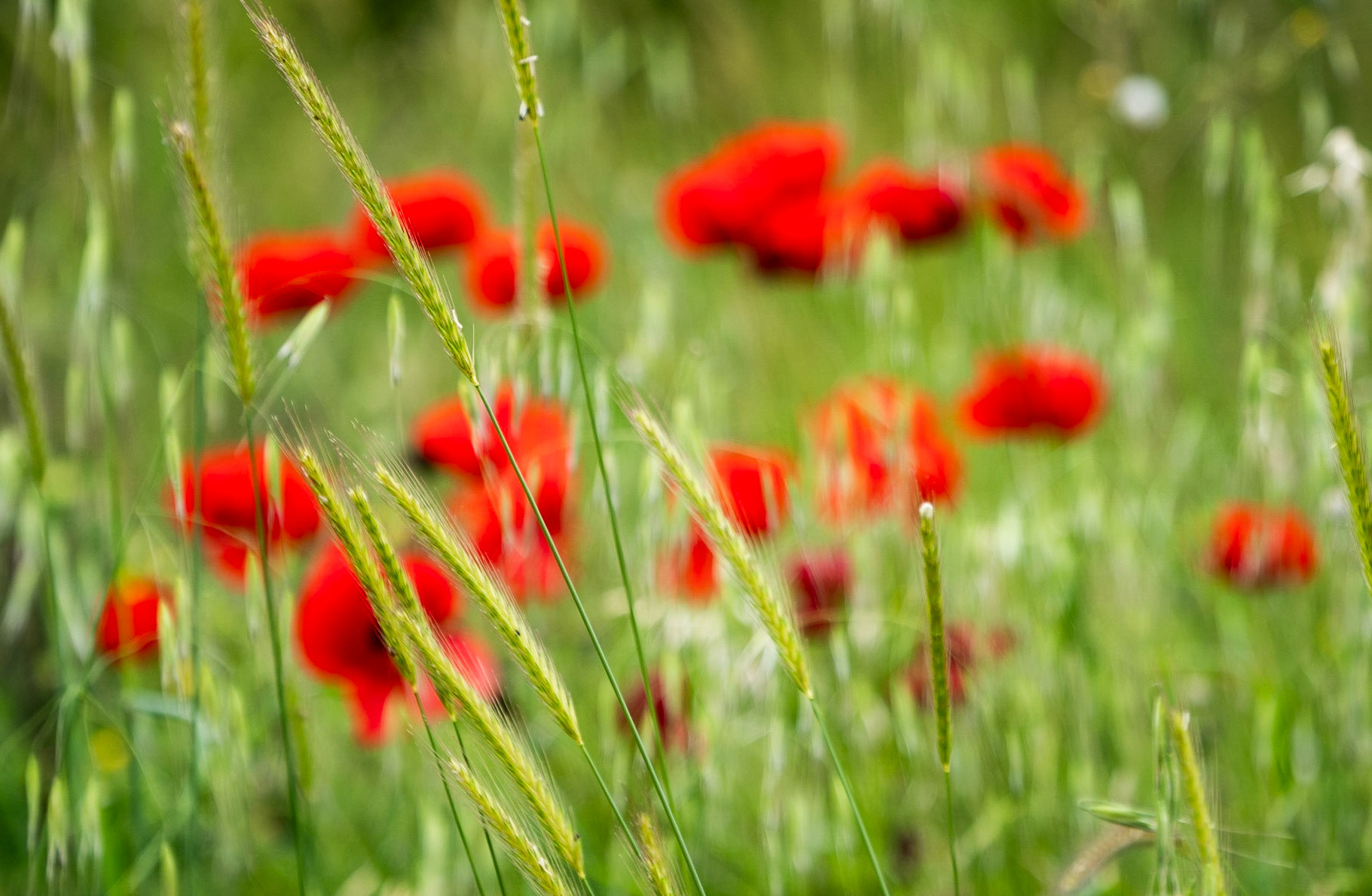 Filiboz ancient site: poppies