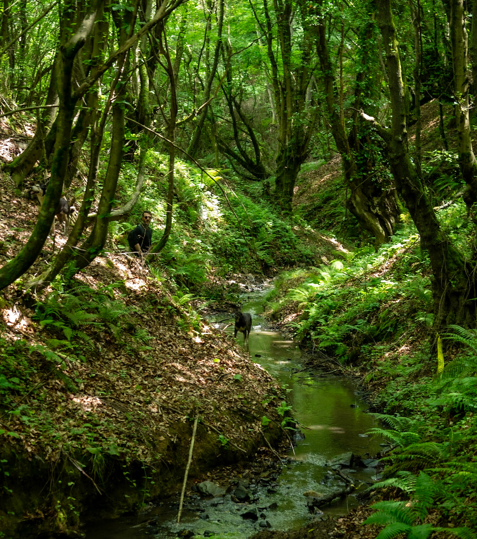 Zerzevatçı streamwalk: stream and daydog