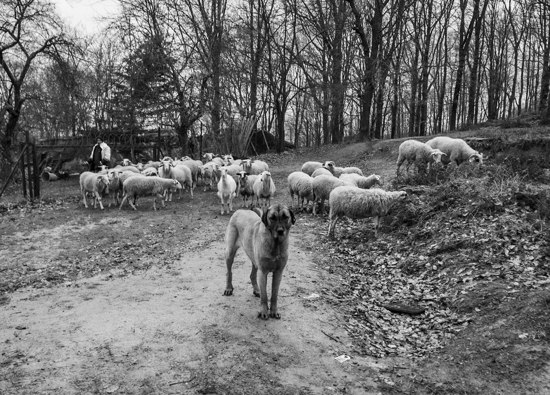 between Kozu Deresi valleys and Mahmut Şevket Paşa: wet sheep, sheepdog and shepherd