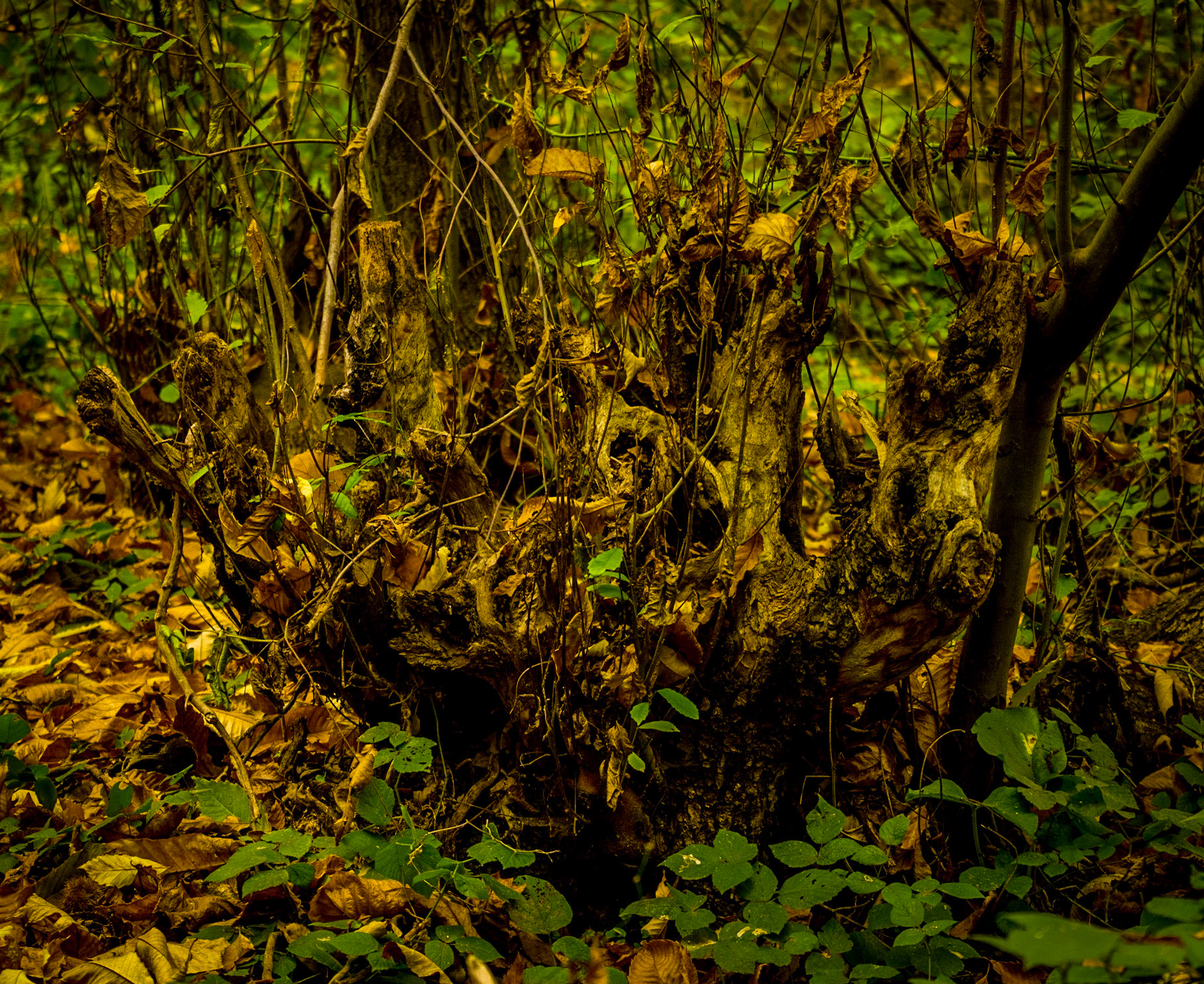 Tokatköy forest: a golden stump