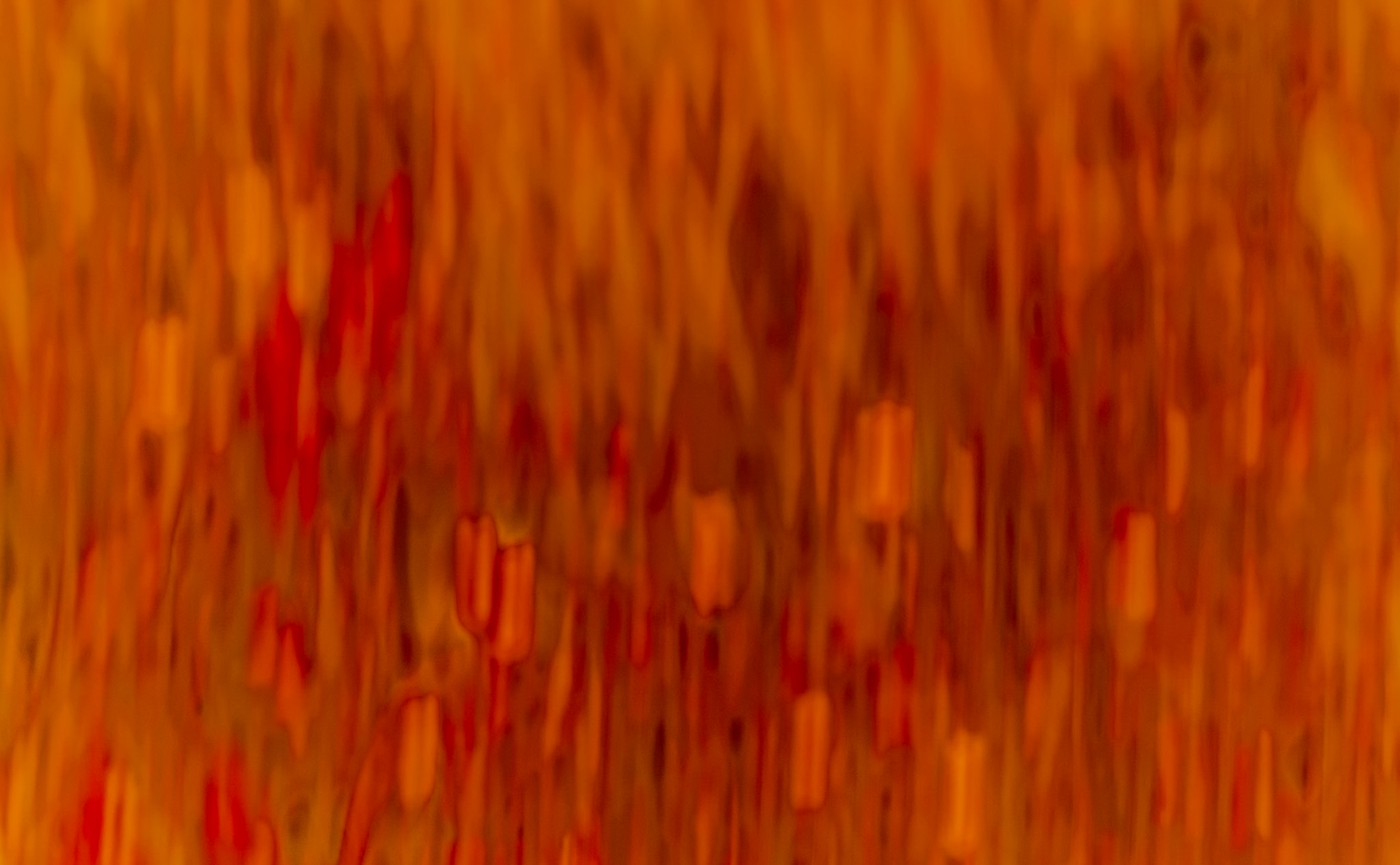 the first Sazlıdere flower meadow: floral abstract