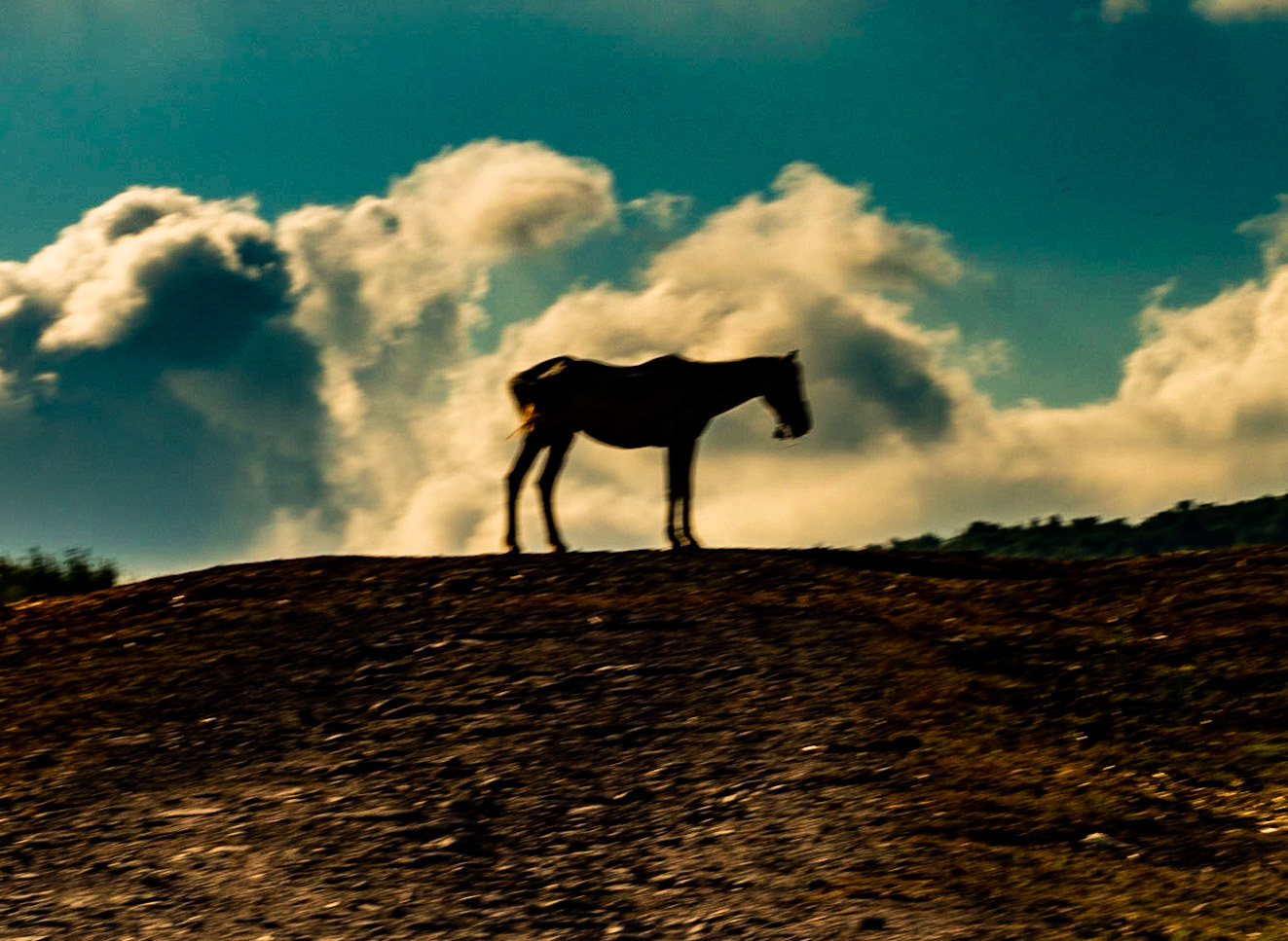 Ömerliköy watermain route: horse intended for Büyükada