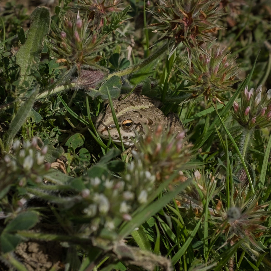 Yeniköy: a frog in the abandoned opencast mine-workings; this picture says it all for me