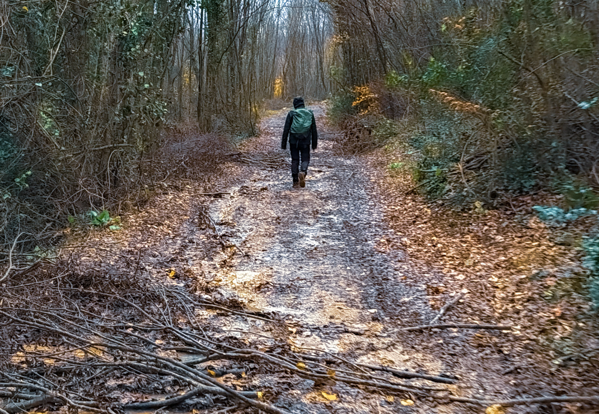 Sırıpınar northwest hill: woodland track