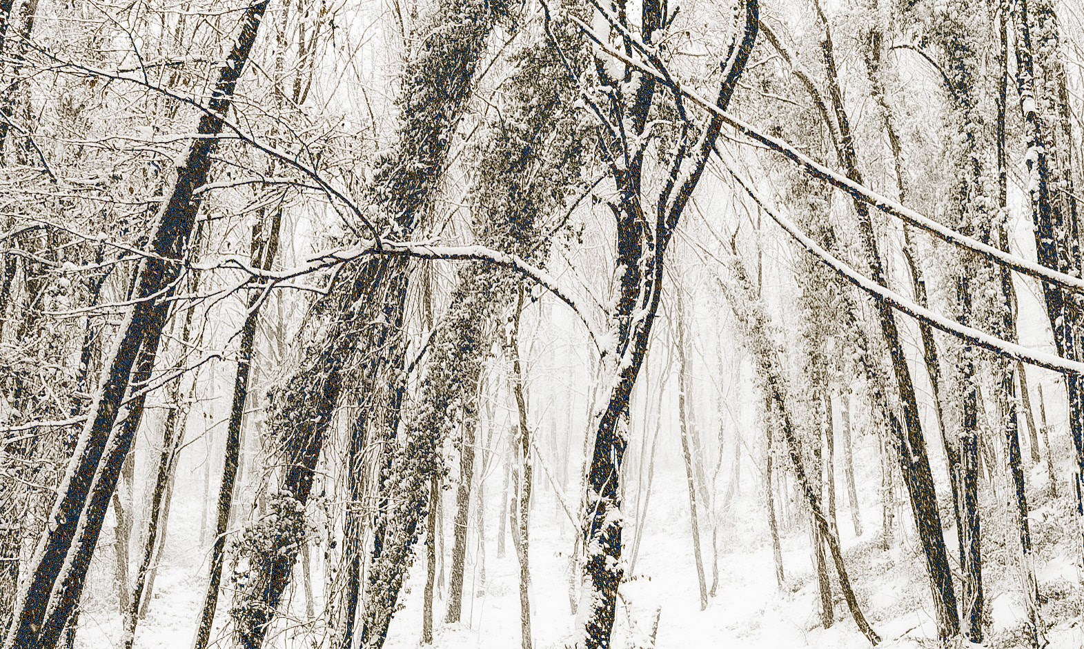 NE Belgrade Forest: still snowing!
