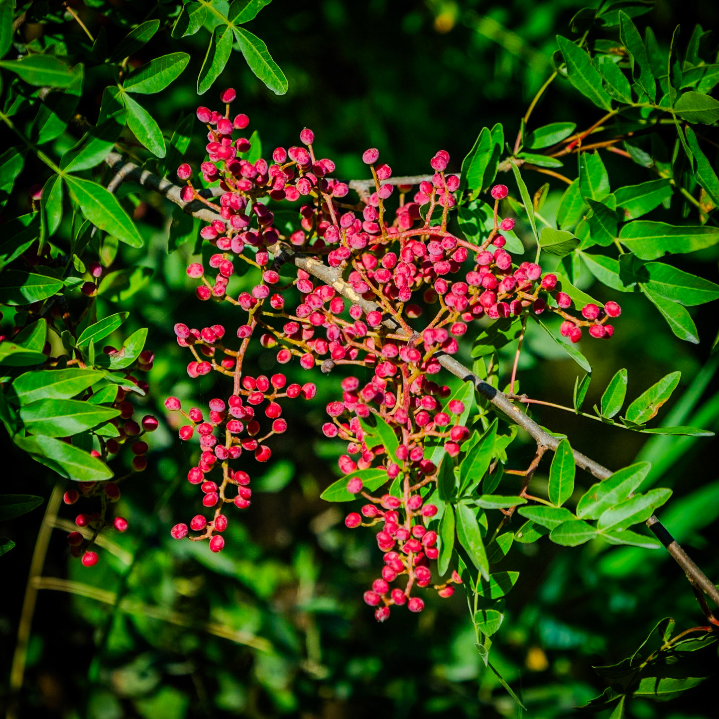 Bathonea south: red berries