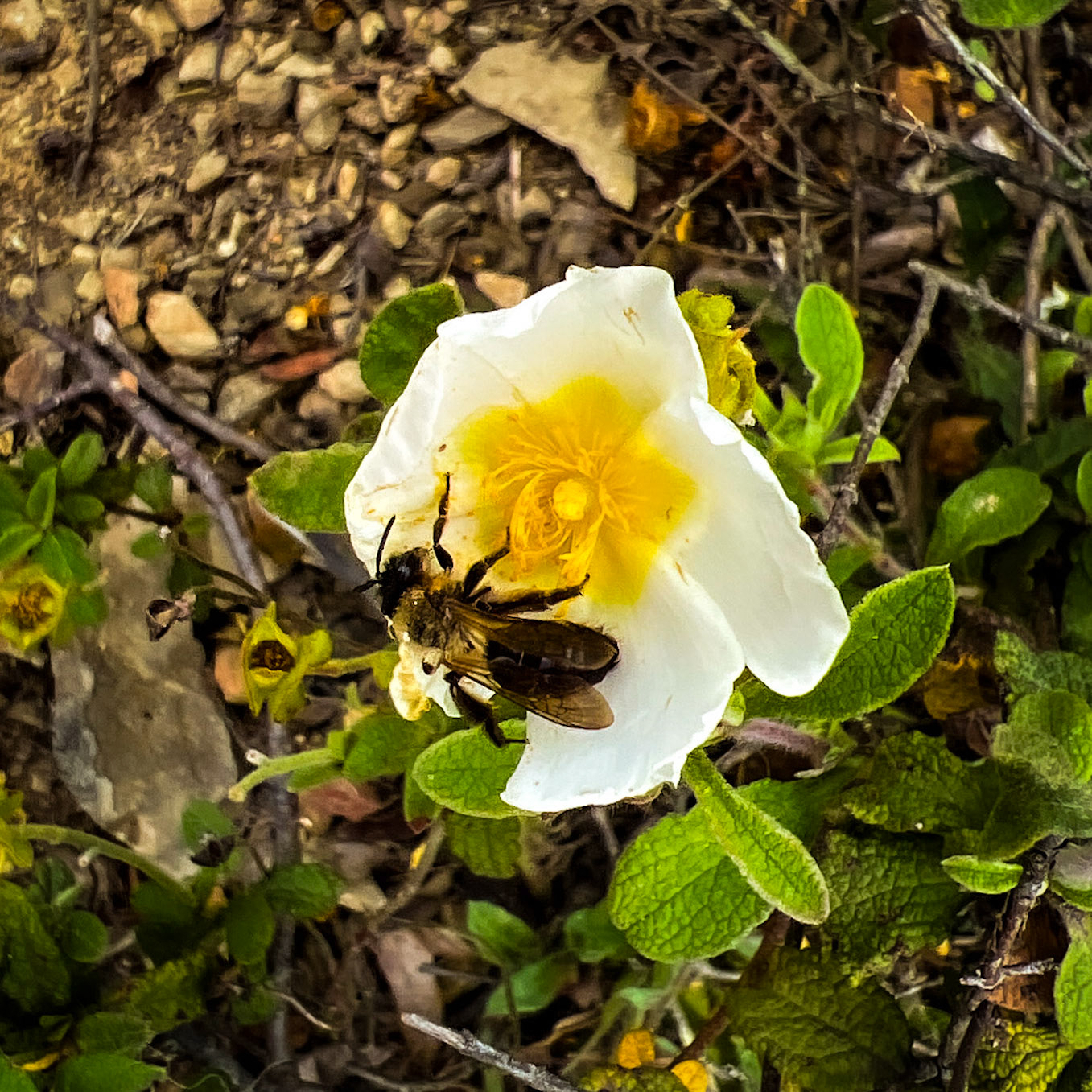 Mahmut Şevket Paşa S hill: bee and white flower