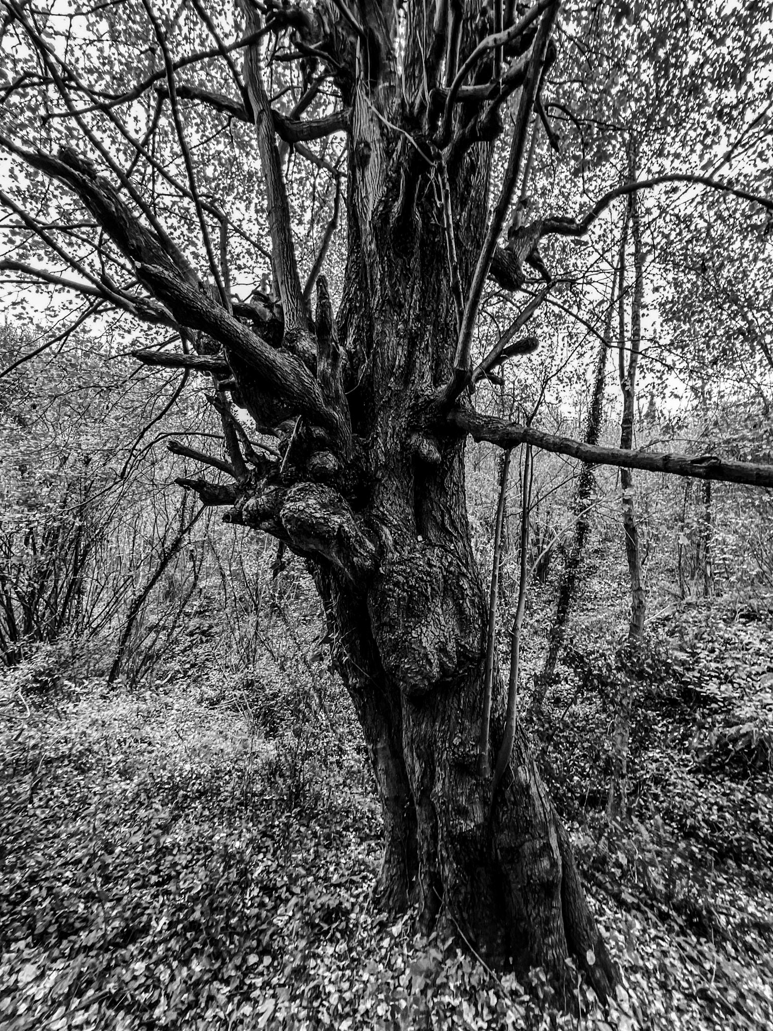 Alibahadır western forest stream valley: ancient tree