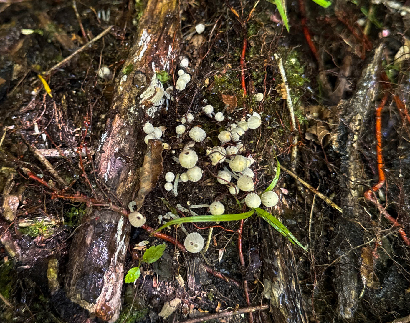 Ayhan Şahenk forest: white cap fungi