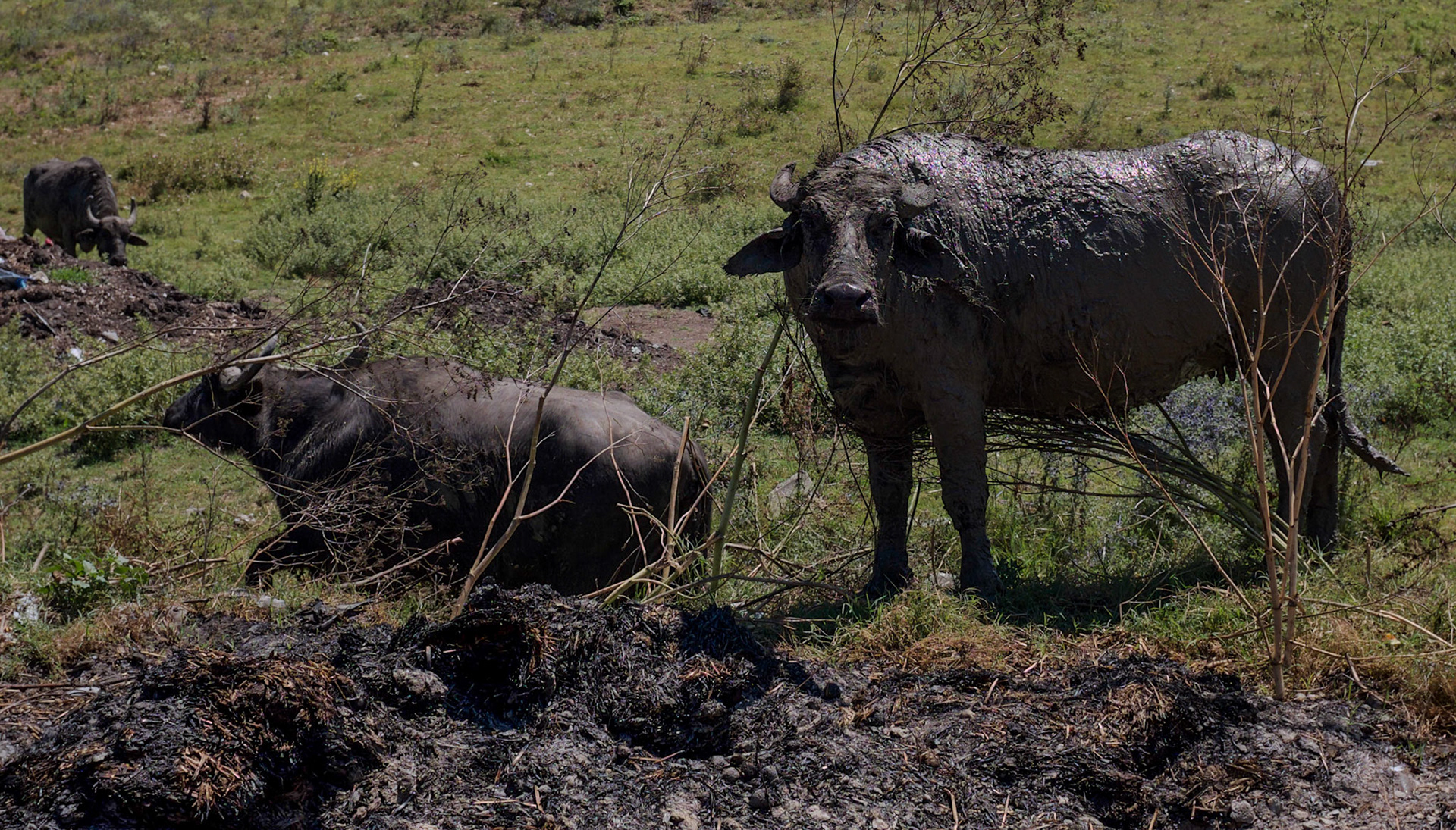 freshly-wallowed water-buffalo in the shallow valley between Baklalı and Dursunköy