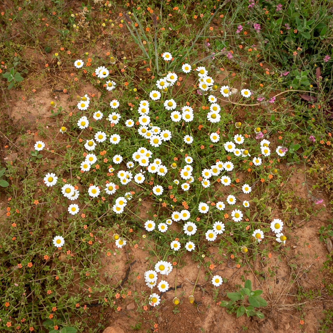 Adadaǧ hills: daisies