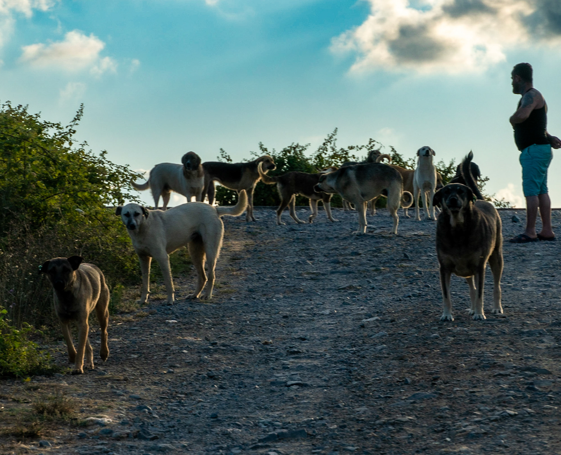 Ömerliköy watermain route: a pack of feral dogs and a man