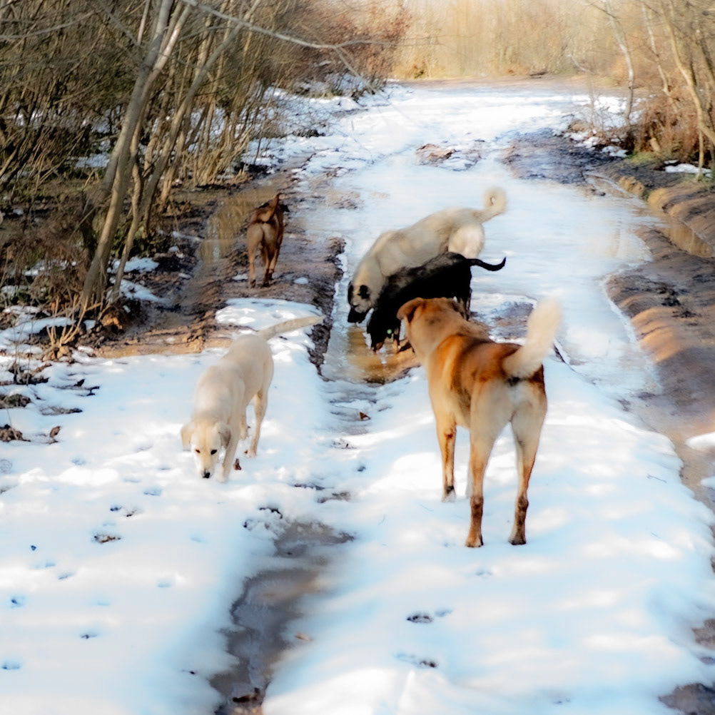 between Cumhuriyet and Polonezköy: our day-dogs loved the snow