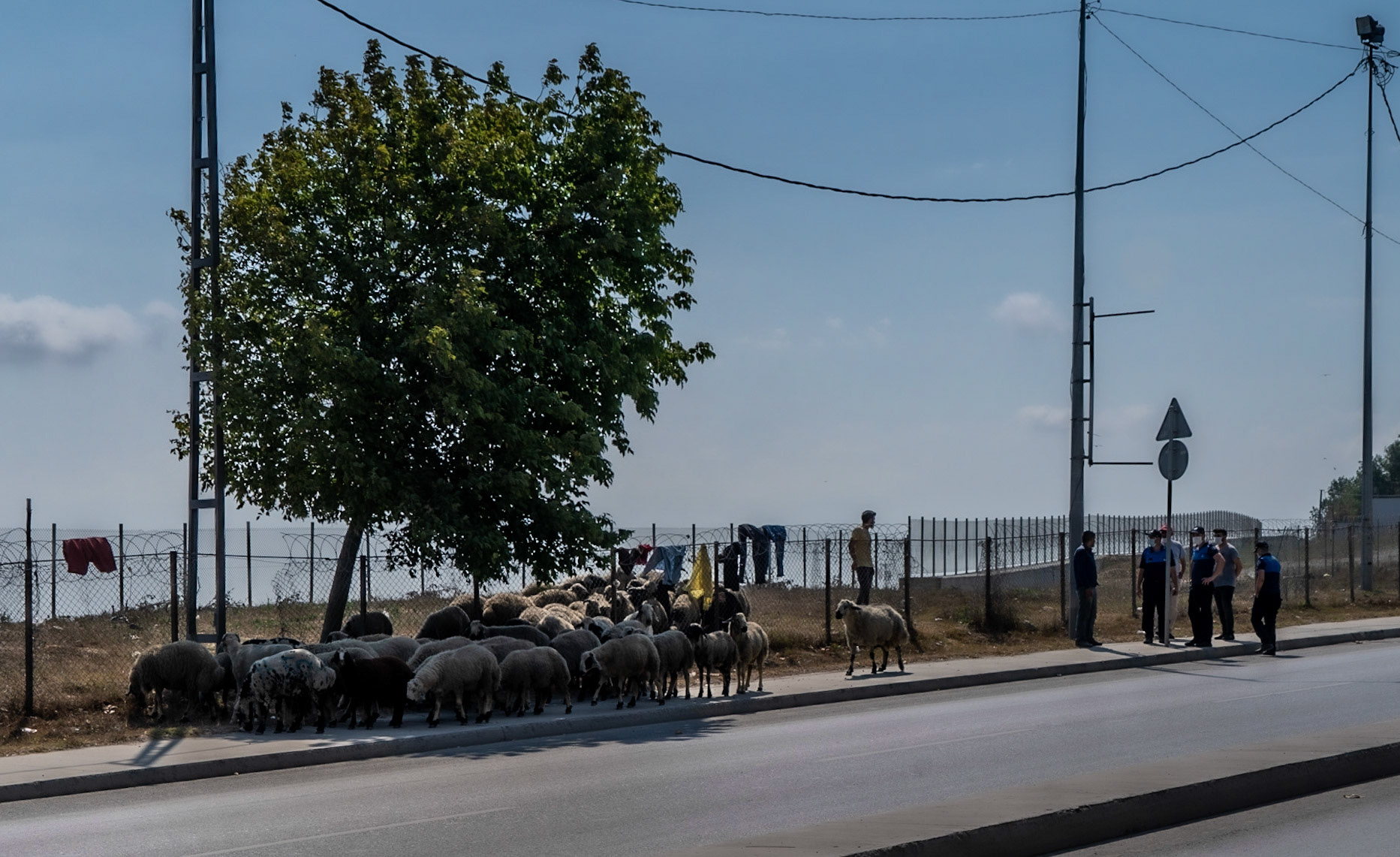 Sultangazi: sheep being sold byt the side of the road for sacrifice - the police arrive (it's not a legal selling place)