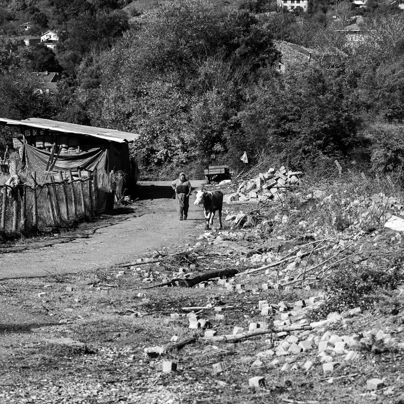 Bozhane: female farmer and a cow