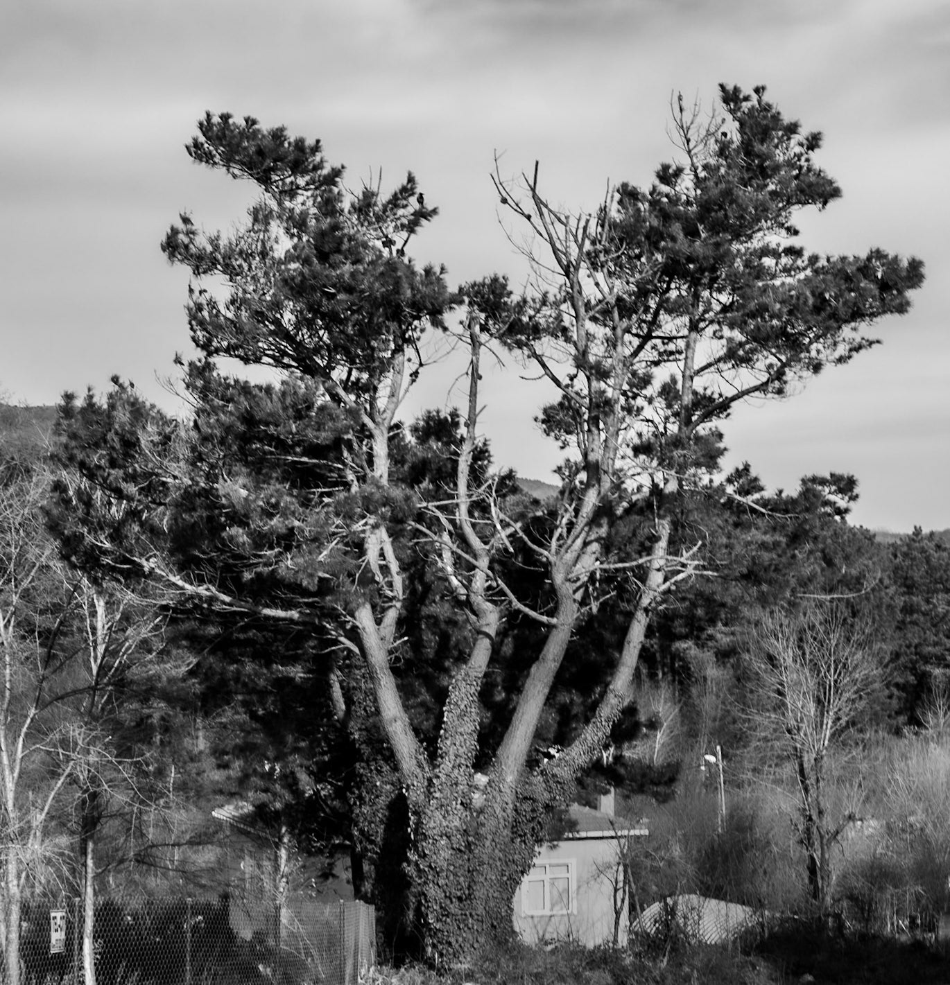 Alemdaǧ: ailing old tree