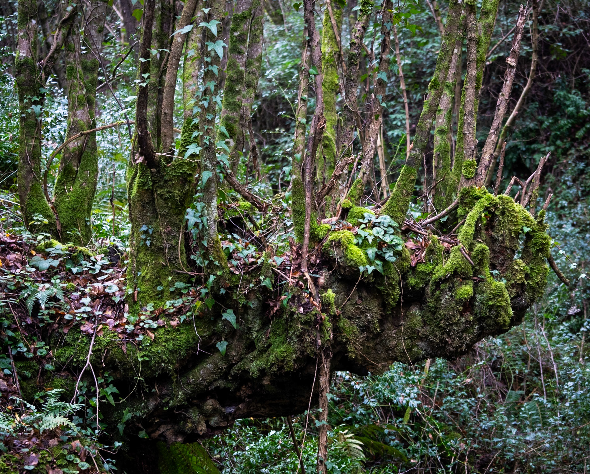 Ayhan Şahenk double stream walk: beautiful, arboreal deformation