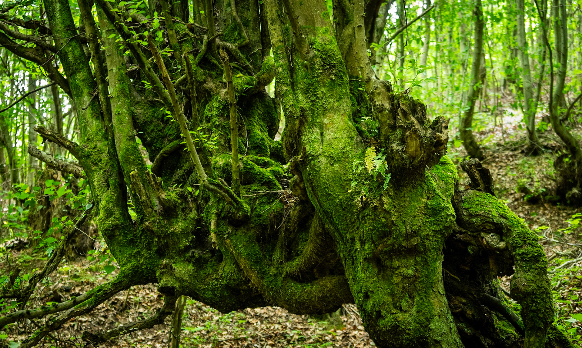 Zerzevatçı streamwalk: venerable tree