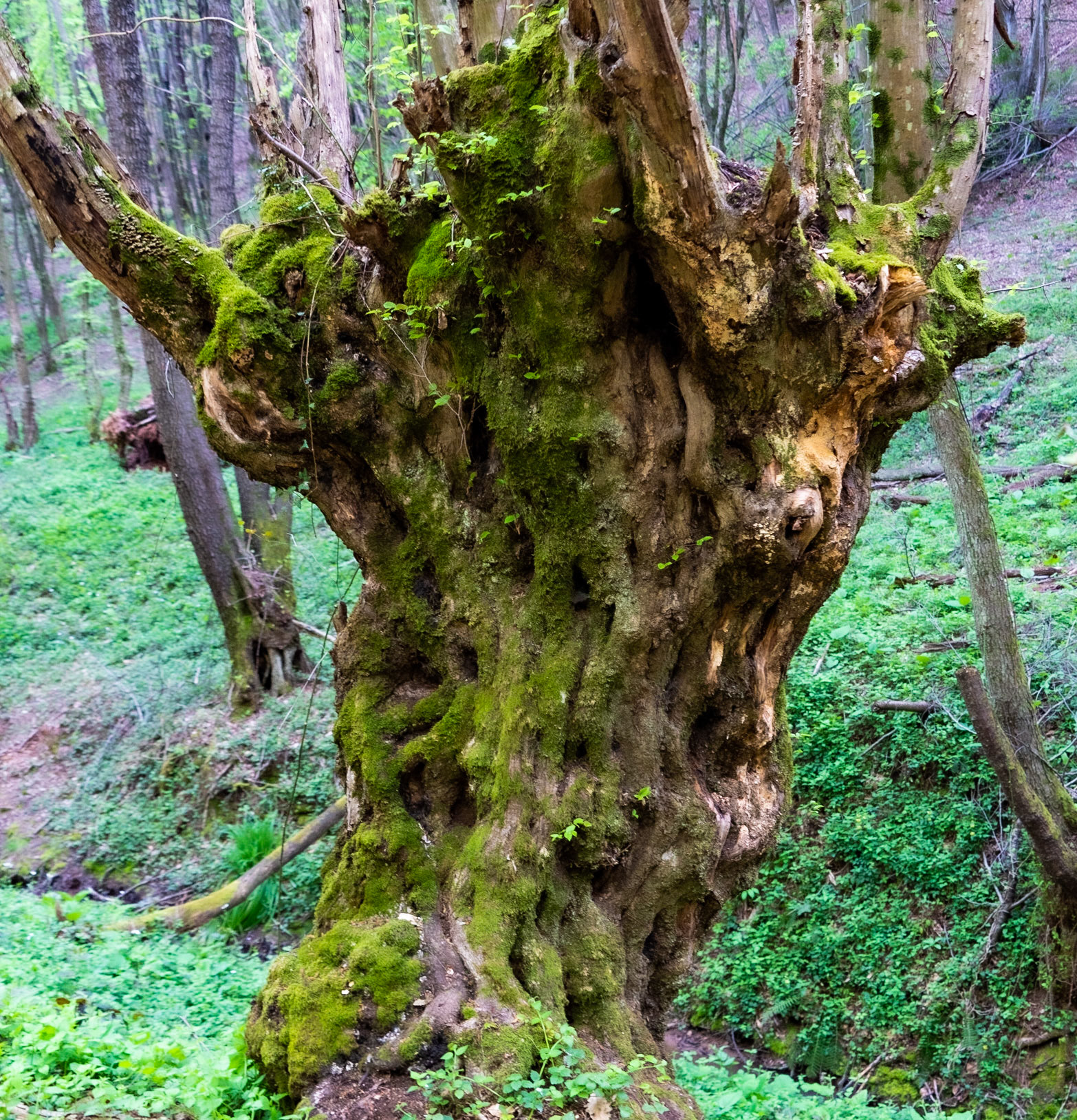 Polonezköy northern forest: venerable tree