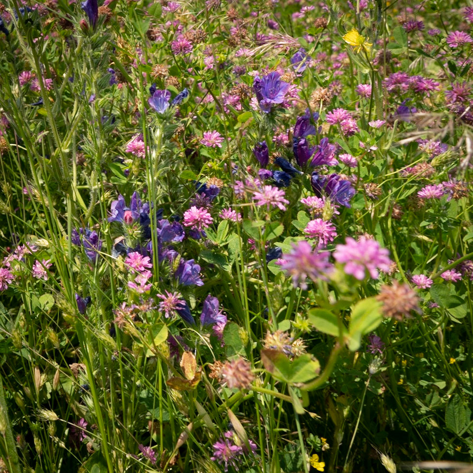 the northeastern Sazlıdere flower meadow: a natural bouquet of flowers
