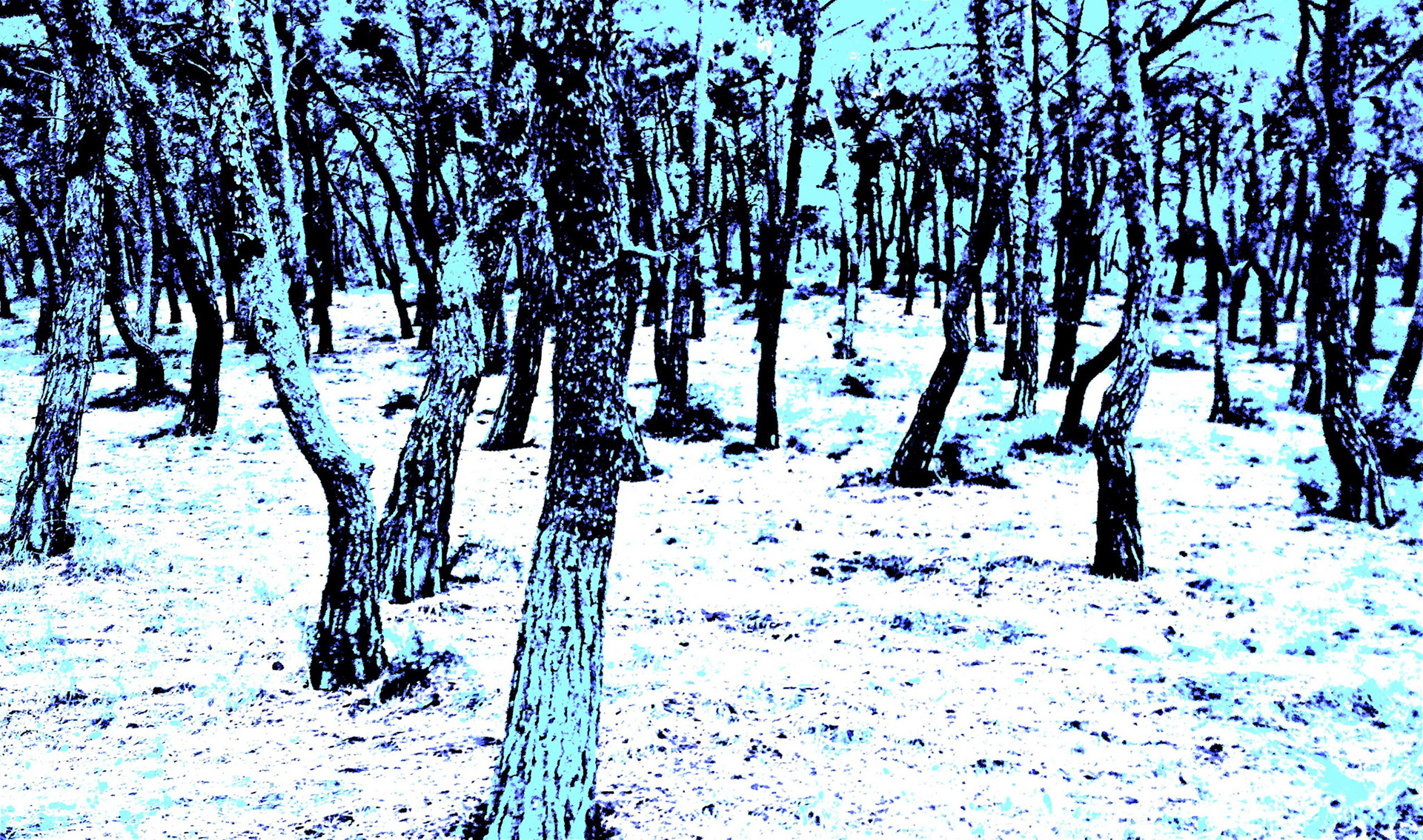 Heybeliada: pines in the nearly circular woodland park on the NE corner of the island