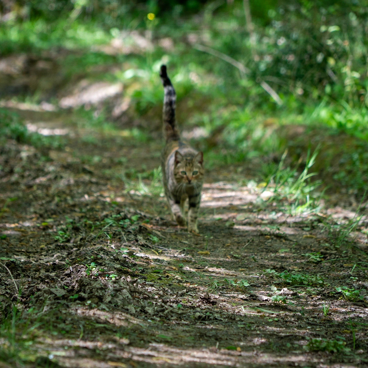 Polonezköy SW forest: a cat walks towards us in the forest