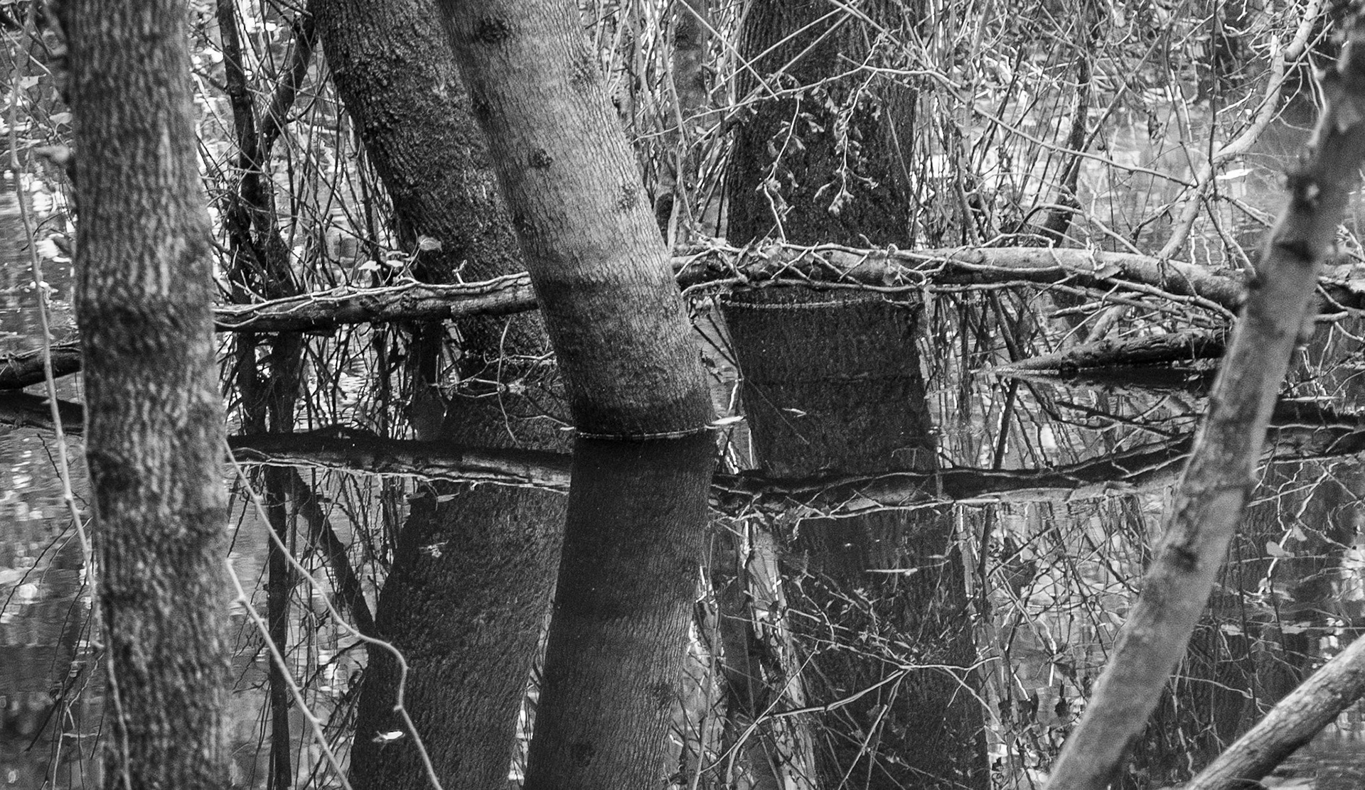İmrahor swamp: trees &amp; reflections