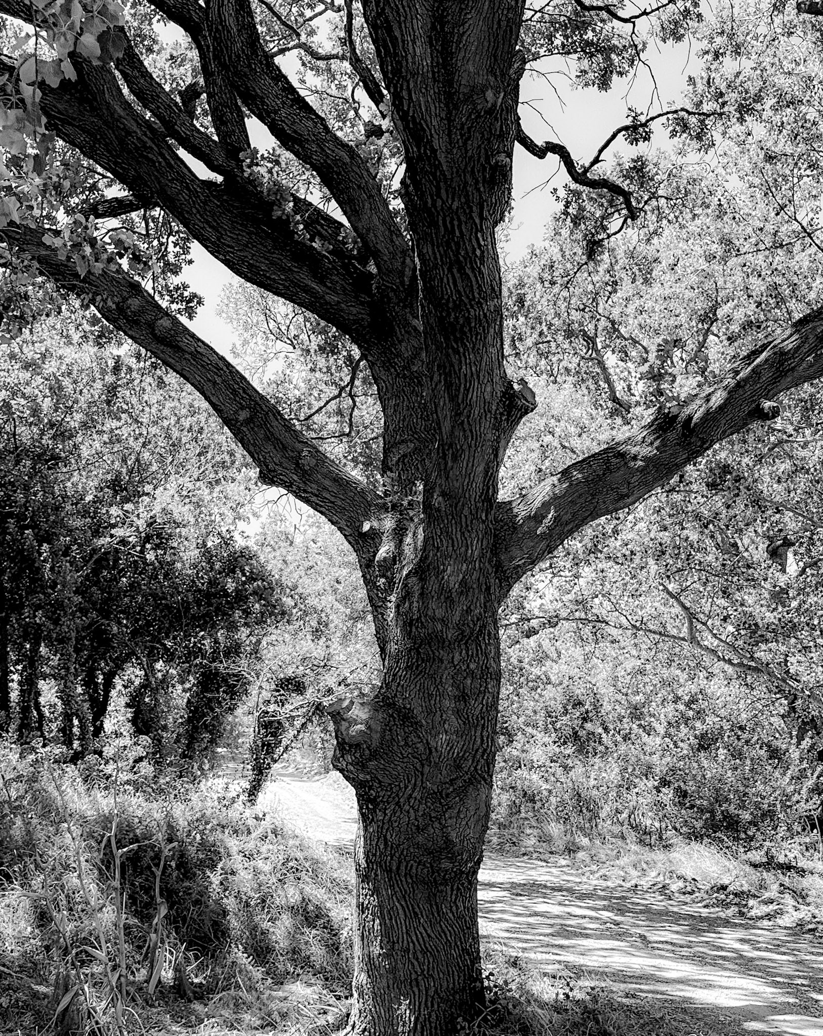western Küçükçekmece lakeside and woodland: a mature tree