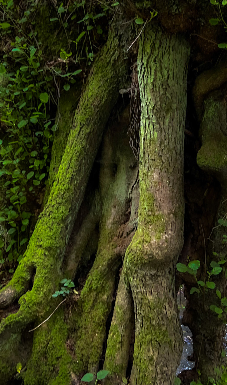 Zerzevatçı streamwalk: tree roots (?)
