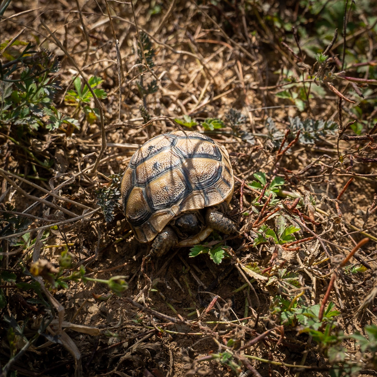 Çayǧız Deresi: baby tortoise