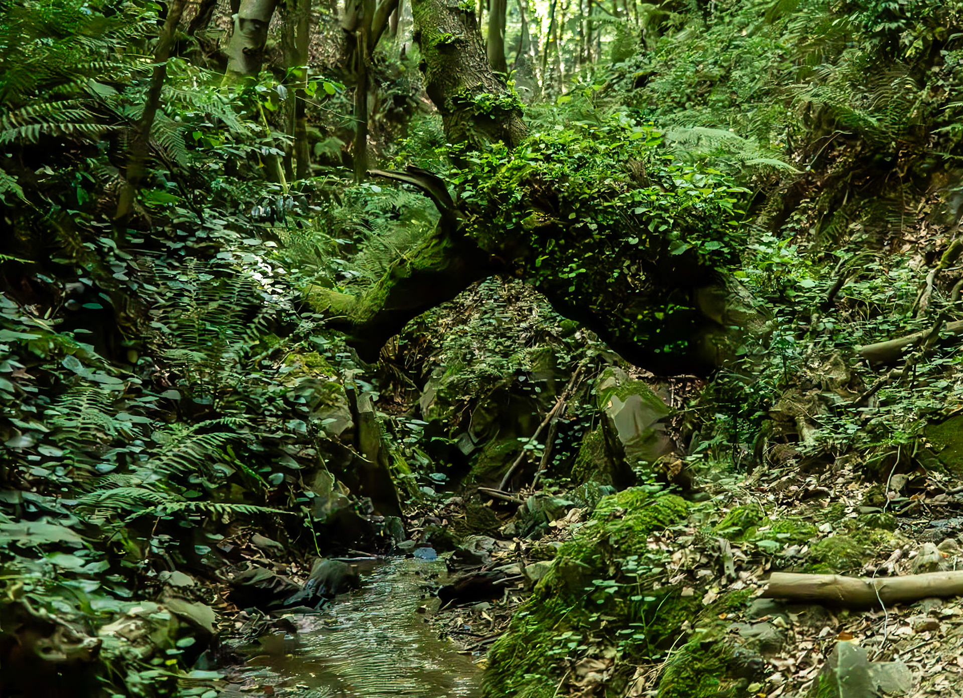 Zerzevatçı streamwalk: streamscape