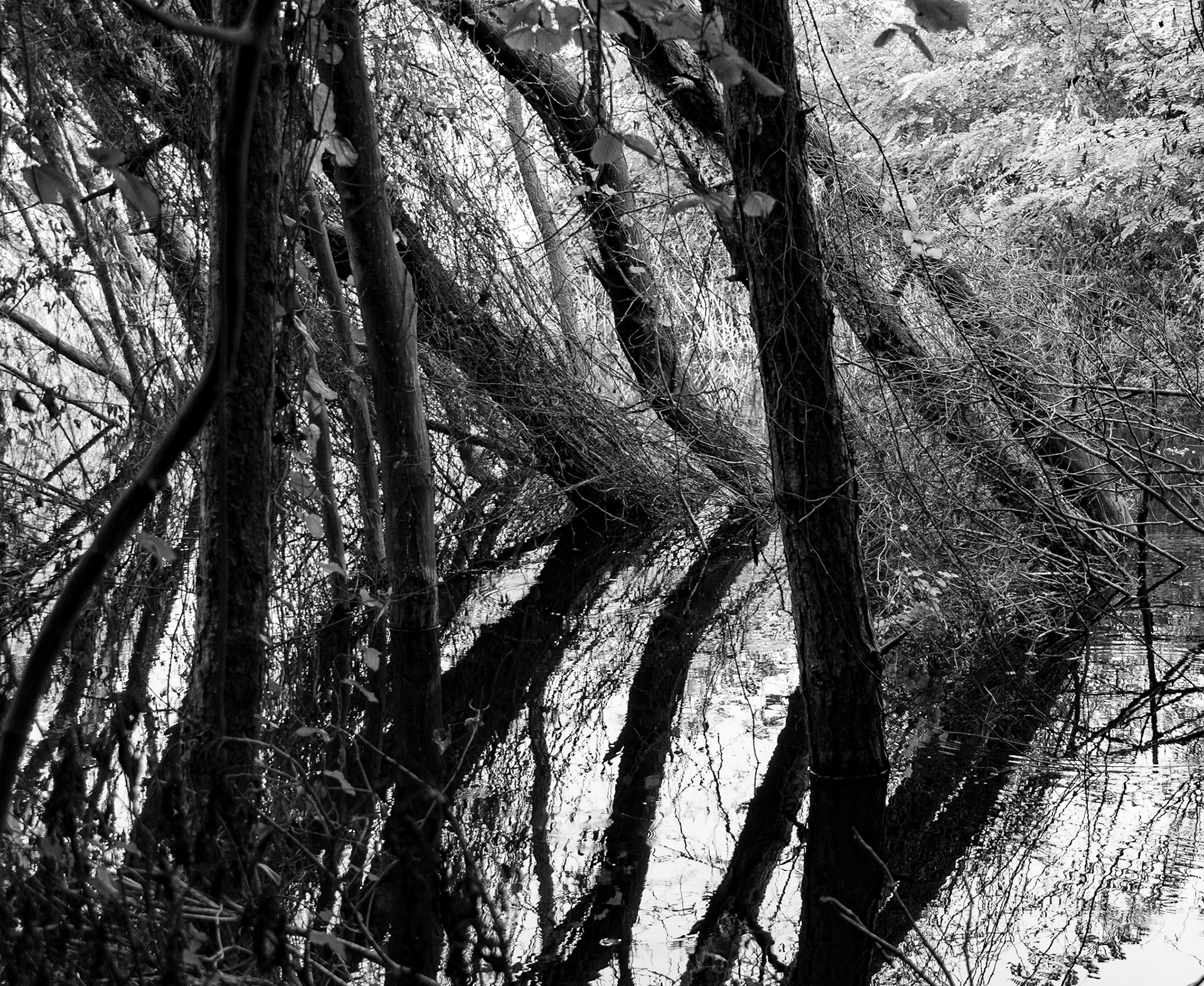 İmrahor swamp: trees &amp; reflections
