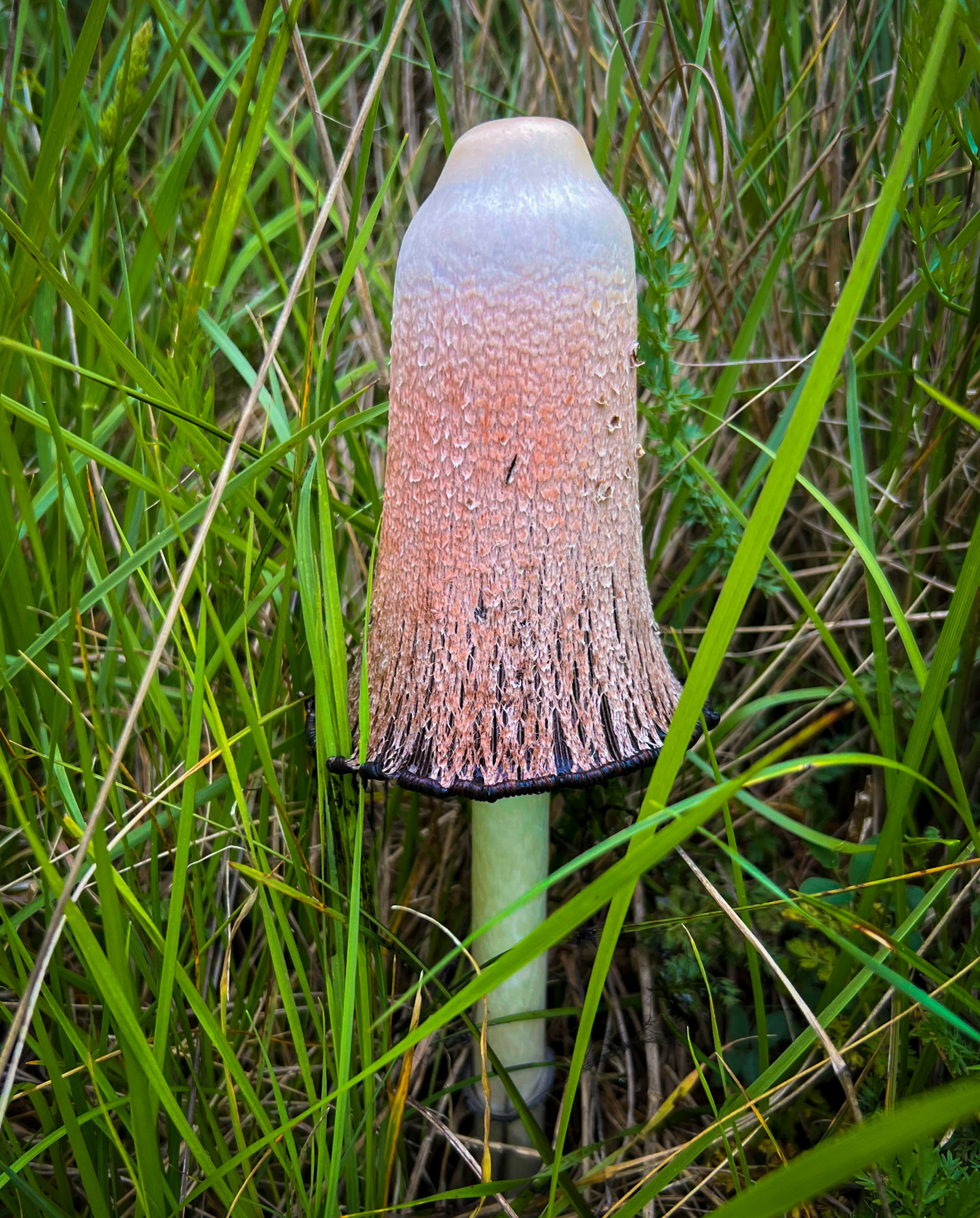 between Yeniköy village and shore: an inkcap mushroom